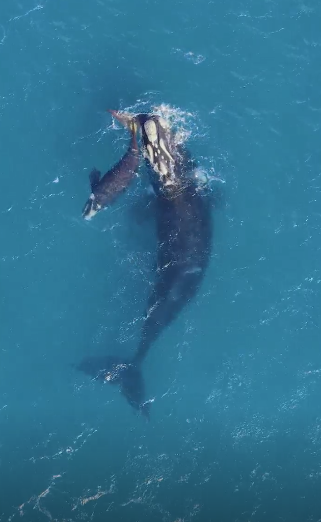 ORRCA advice for boaters after Southern Right Whale calf struck off Stanwell Park