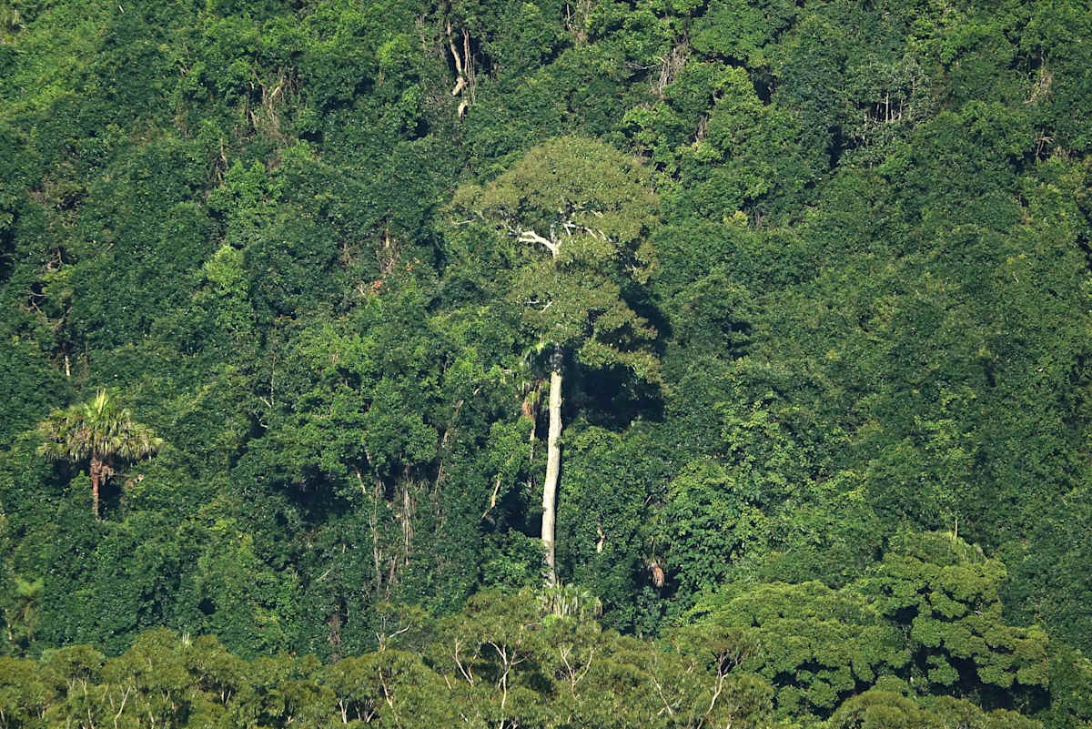 The White Beech on the escarpment at Corrimal stands out proudly from its rainforest surrounds, due to its pale grey-white trunk and pale green foliage. Image by Anthony Wardle. 