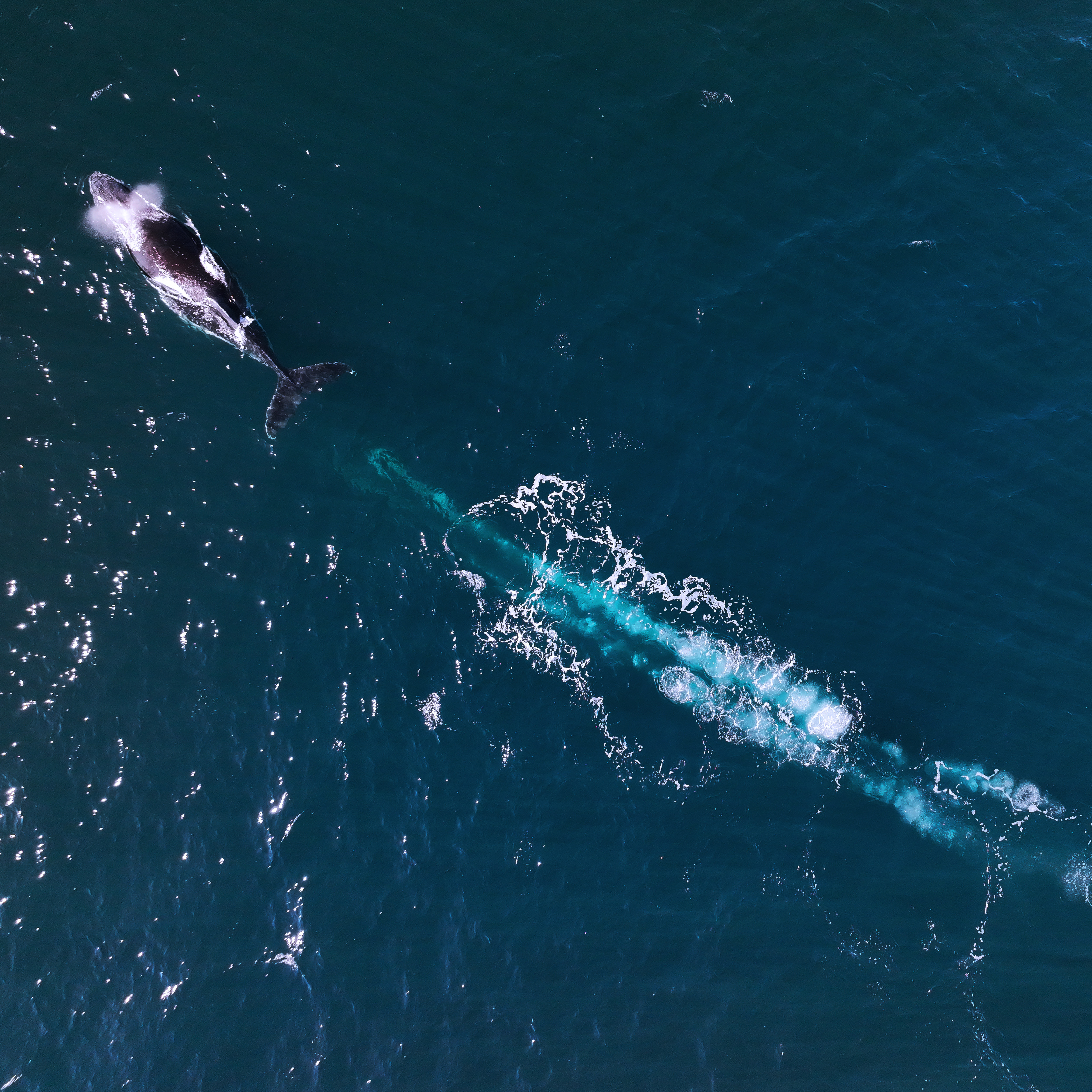 Dr Jodi Edwards delves into Unbroken Whispers: The Ripples Connecting Sea-Kin