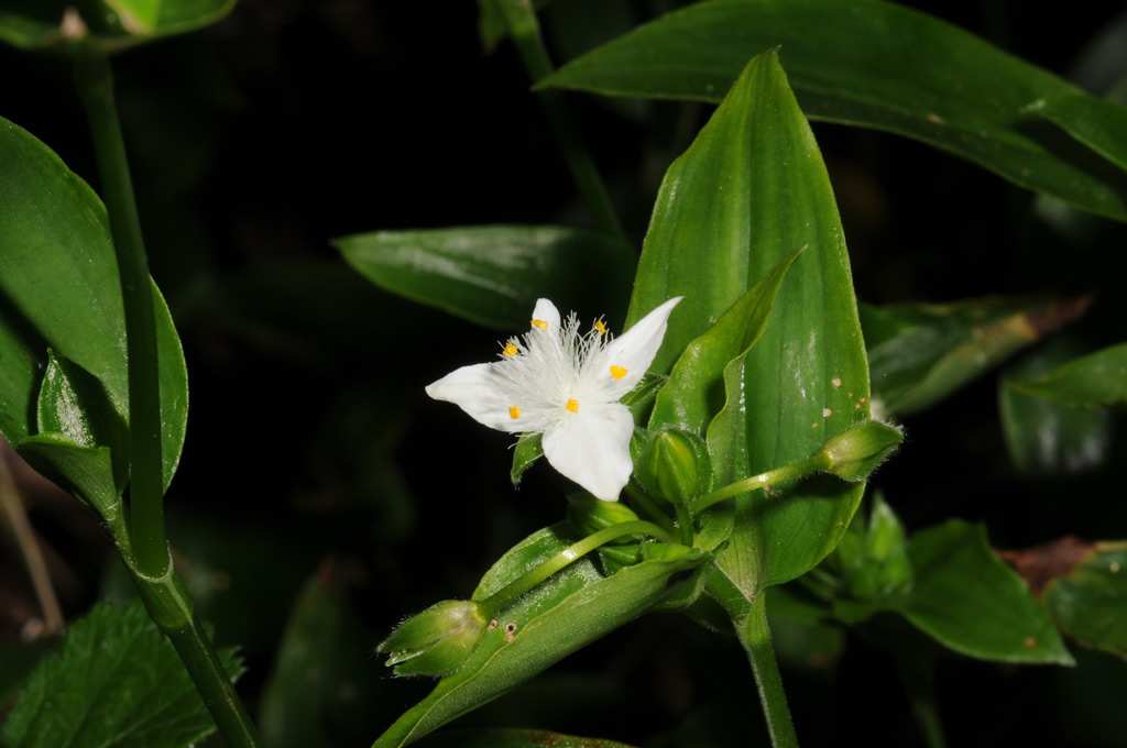 Trad flowers are white, and the petals are rather pointed. There can be up to 20 flowers in an inflorescence. Image by John Hosking, © State of New South Wales. For current information go to www.nsw.gov.au.