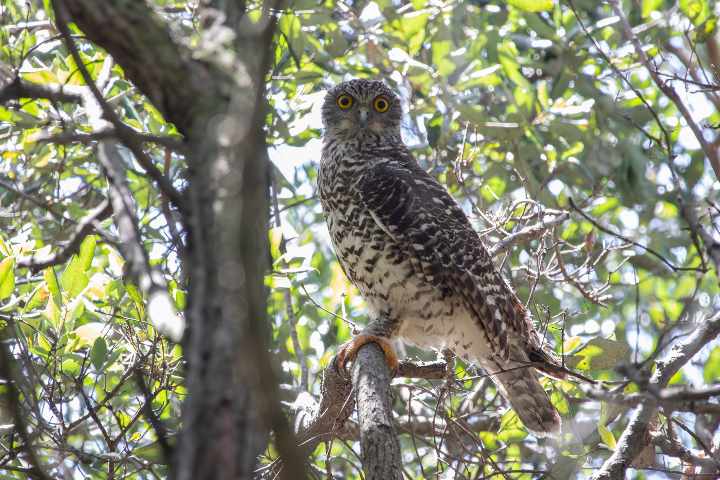 Woo-hoo! Powerful Owl returns to Stanwell Park