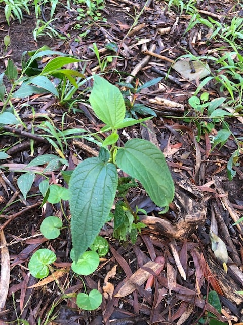 Tree of the Month: Native Peach