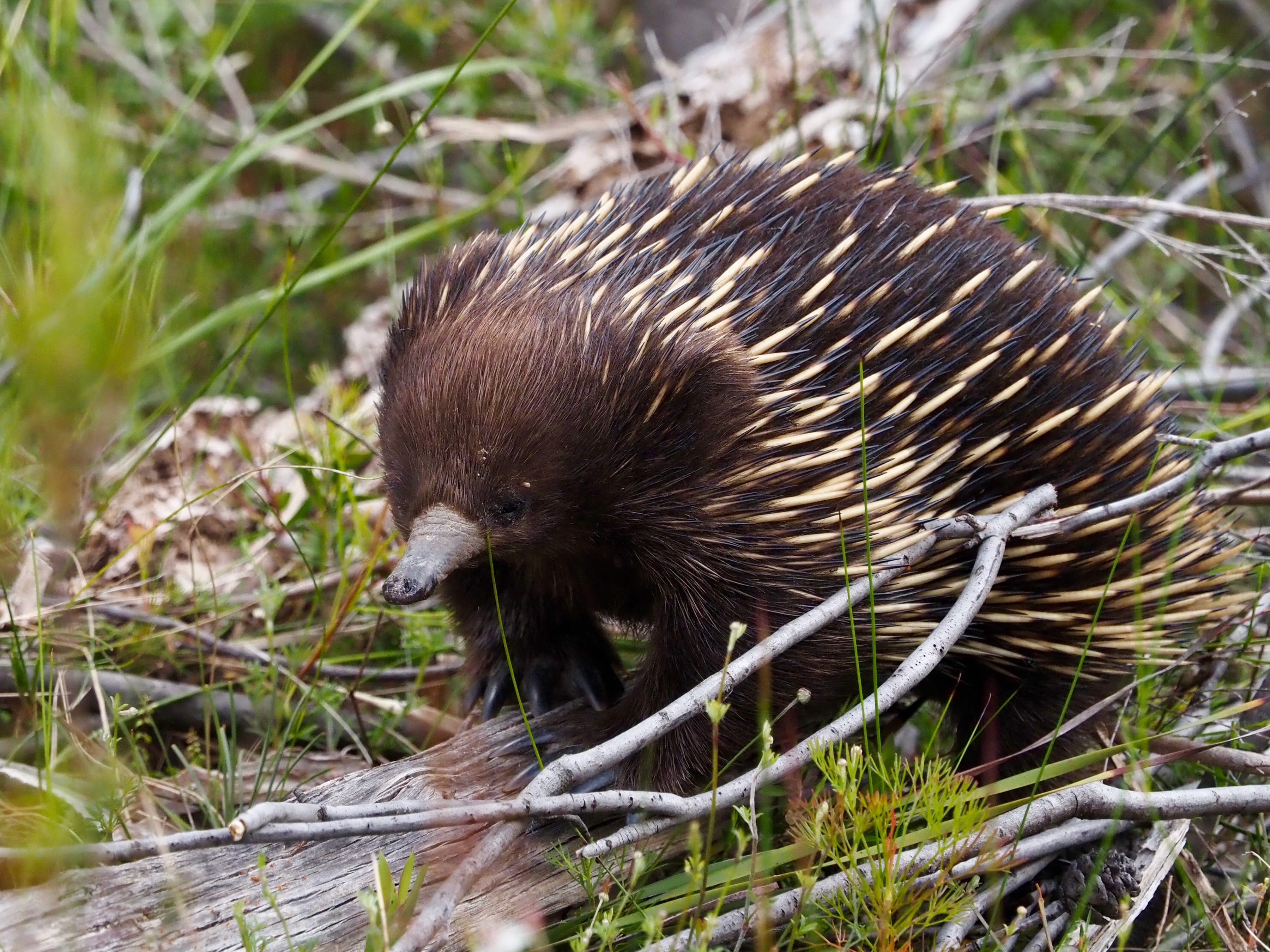 Creature Feature: The weirdos you meet in the bush