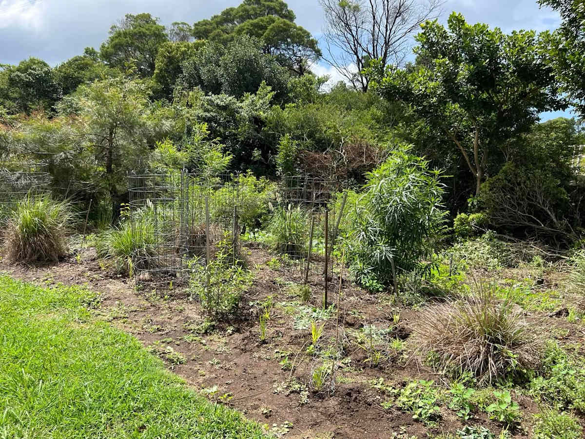 Creekside at Stream Hill Landcare, along Robins Creek, where dedicated volunteers help restore the ecosystem. Image by Michael Swire.
