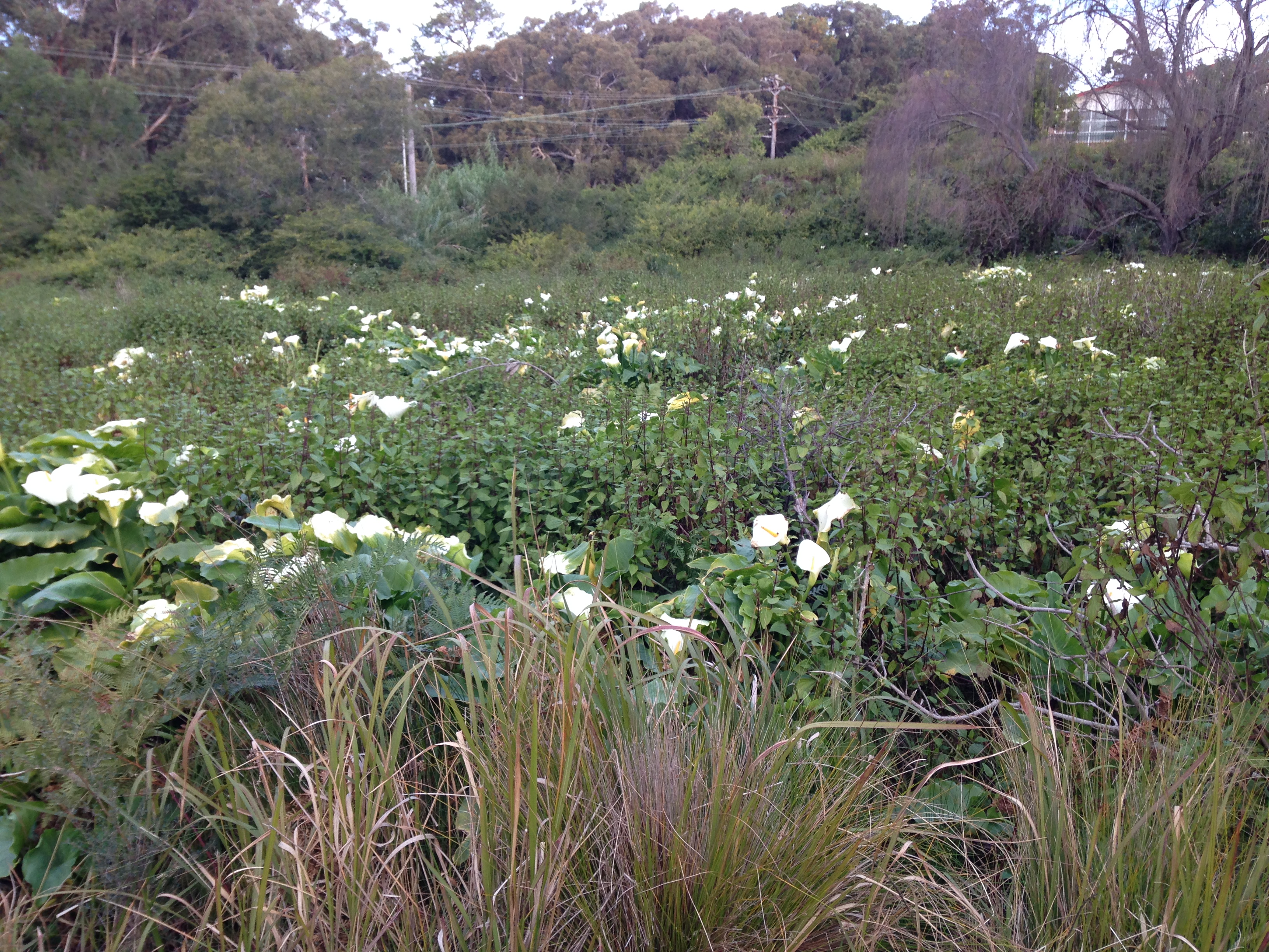 Be Weed Wise: Watch out for Arum lily