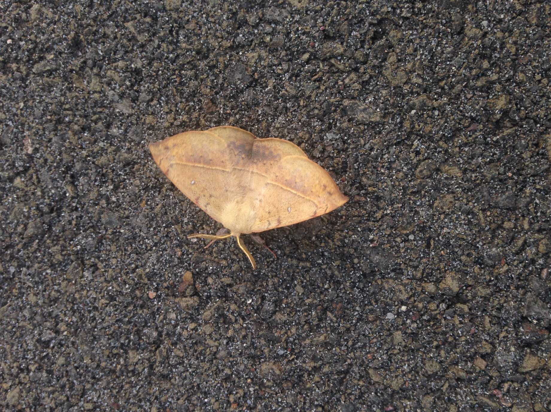 Moths that pretend to be leaves