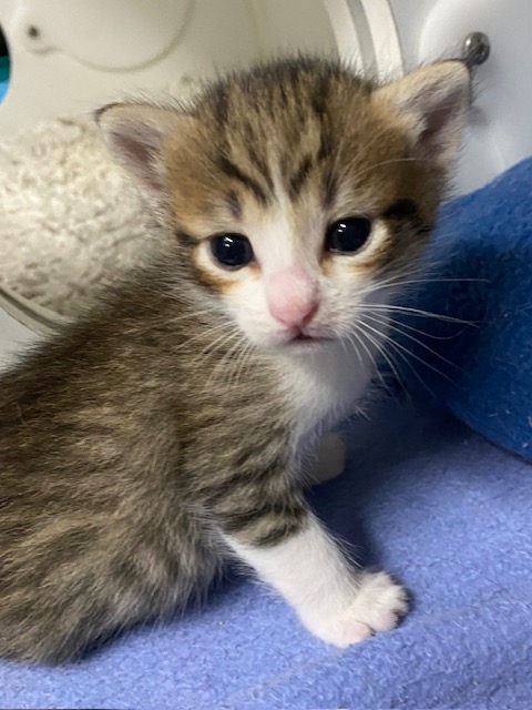 Kittens need homes  post image