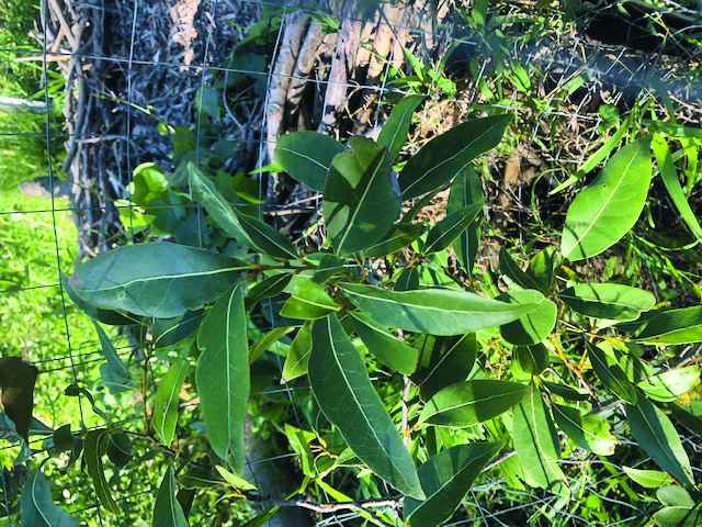 Tree of the month: Corkwood