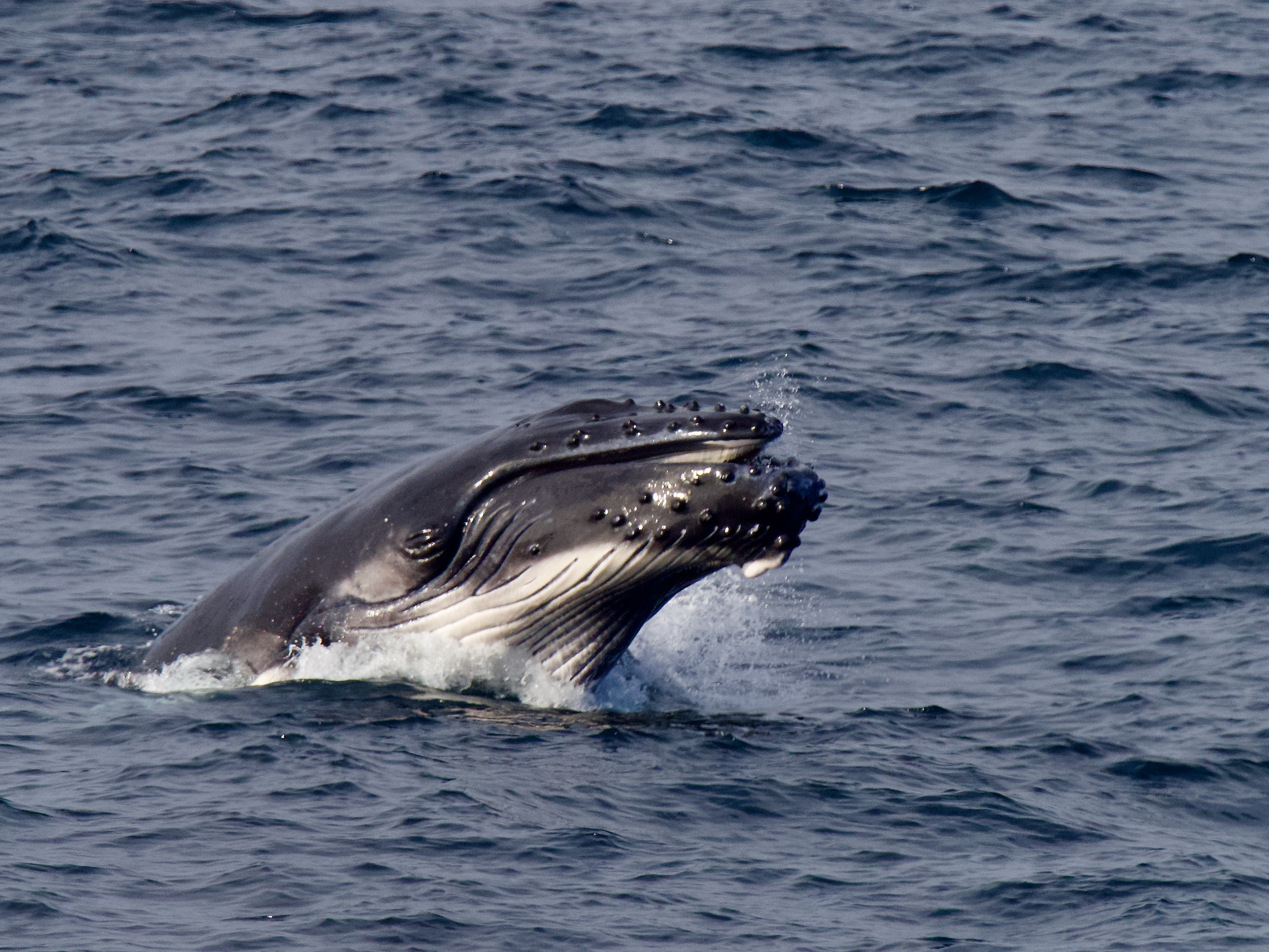 Whale season wraps up