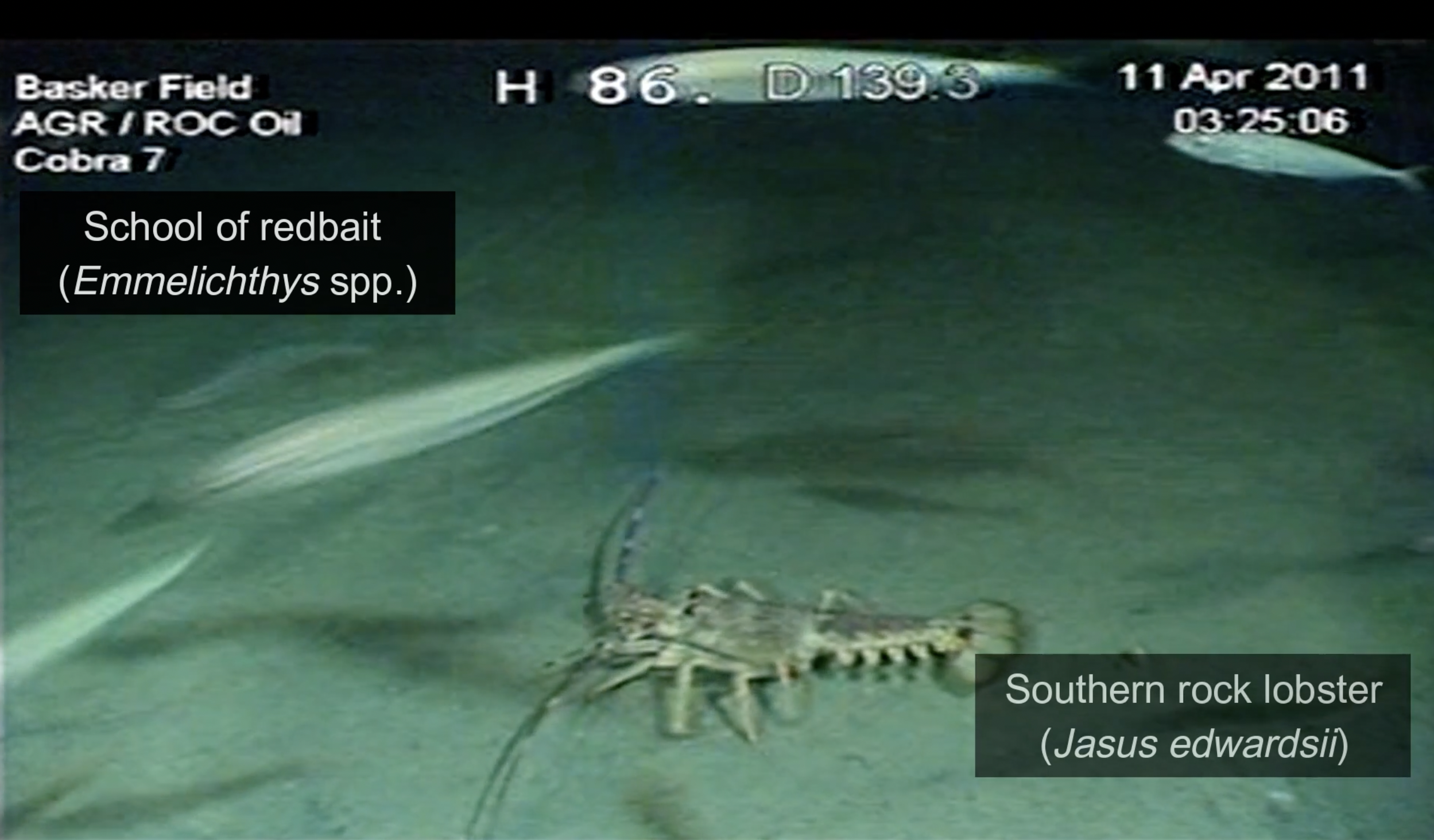 Deep dive: How oil rig rehab is inspiring 'nature positive' wind farm design