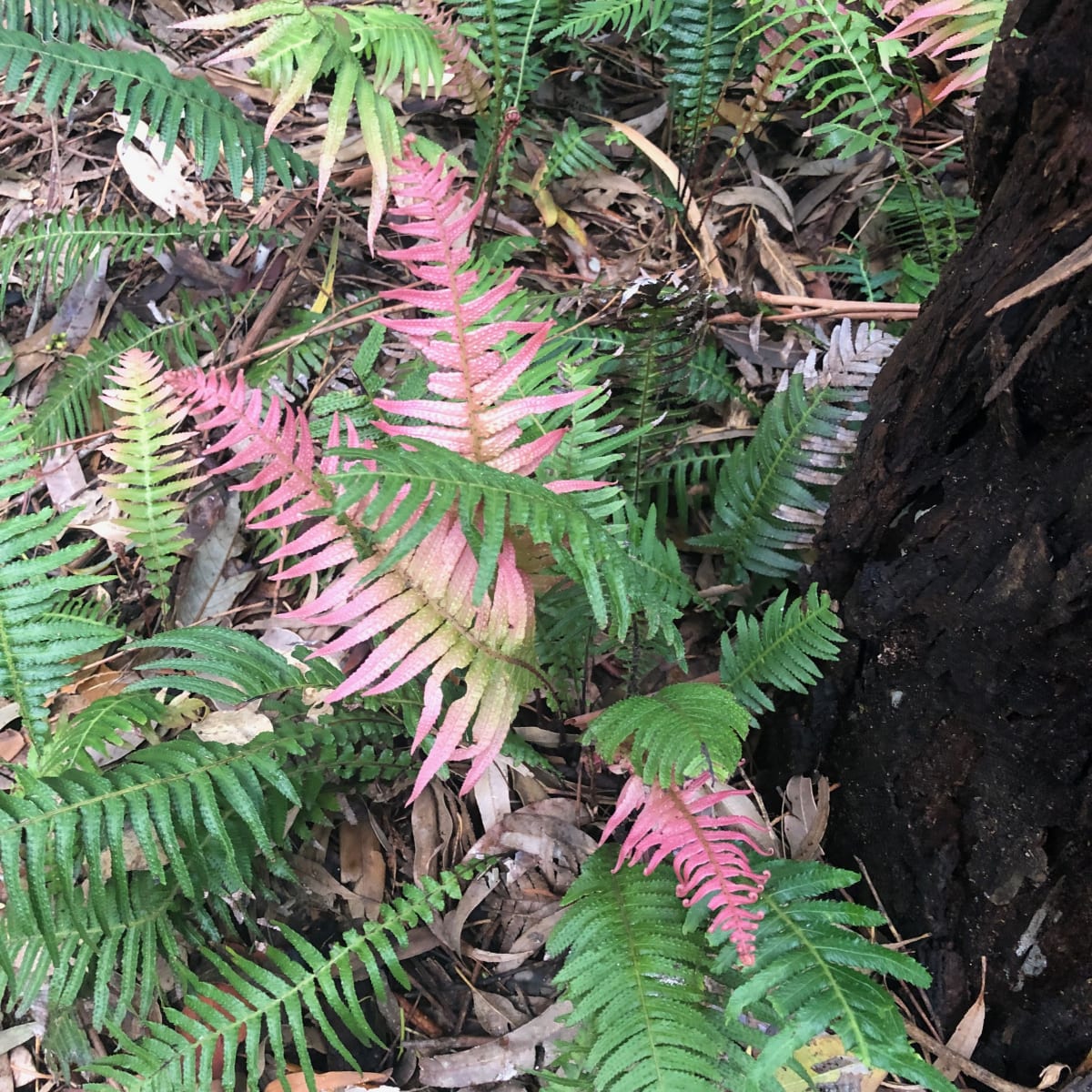 New fronds of the Prickly Rasp Fern (Doodia aspera) can be present all year round. Image by Emma Rooksby. 