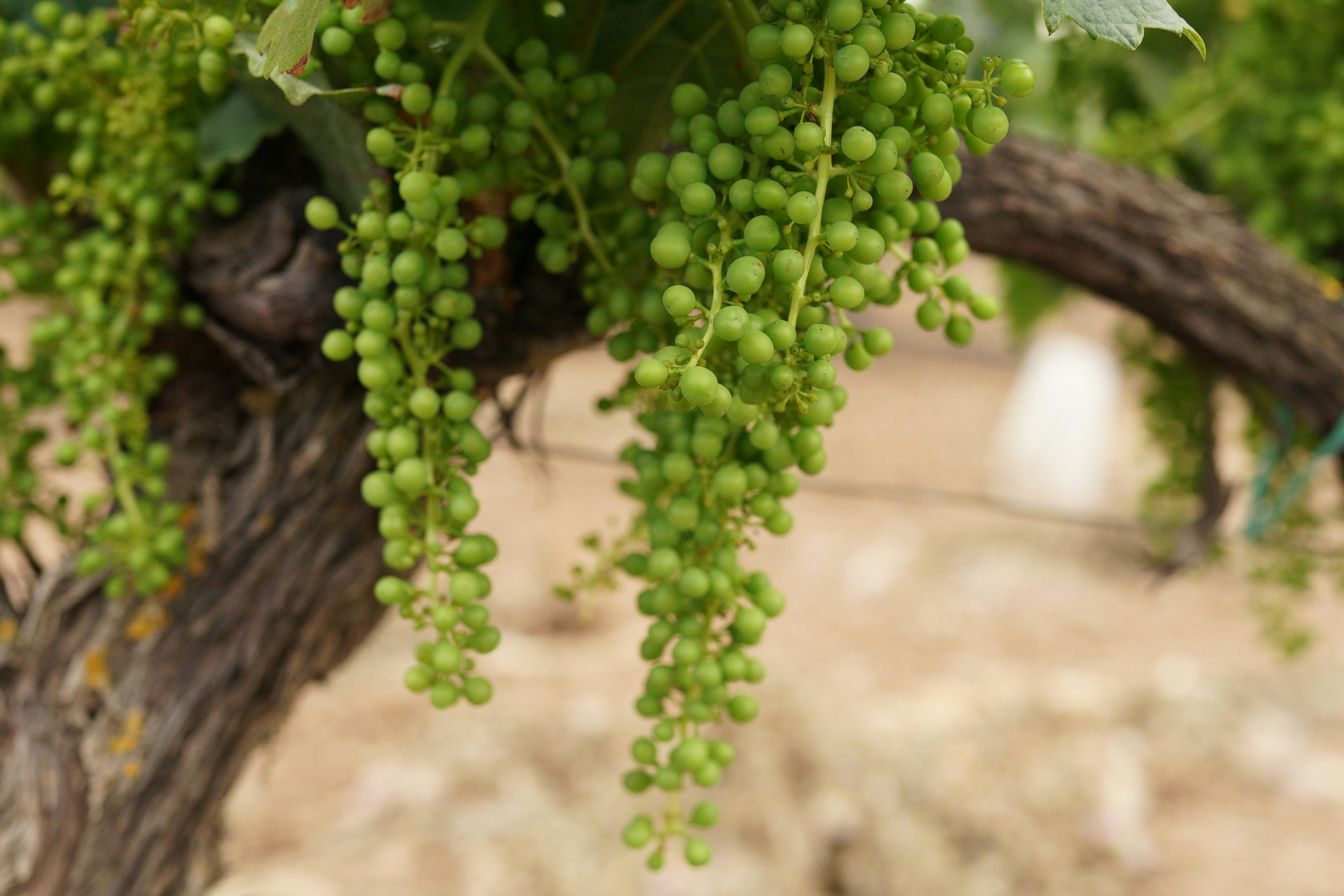 Wine is still Australia’s most popular alcoholic drink – but many producers face an uncertain future