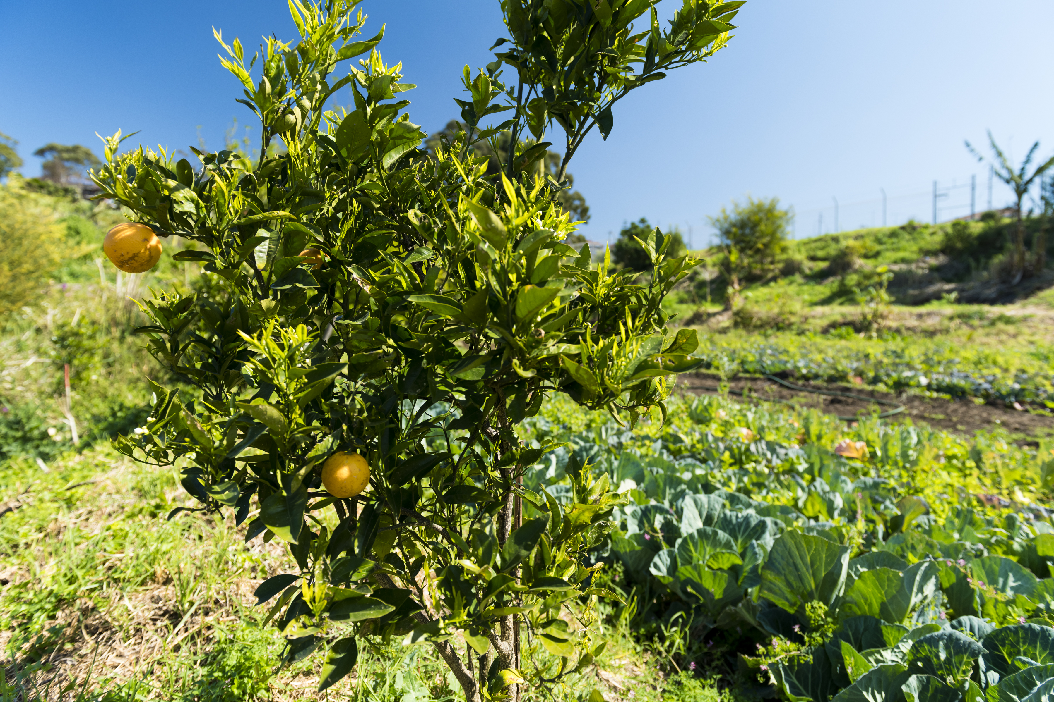 What's in season in September  post image