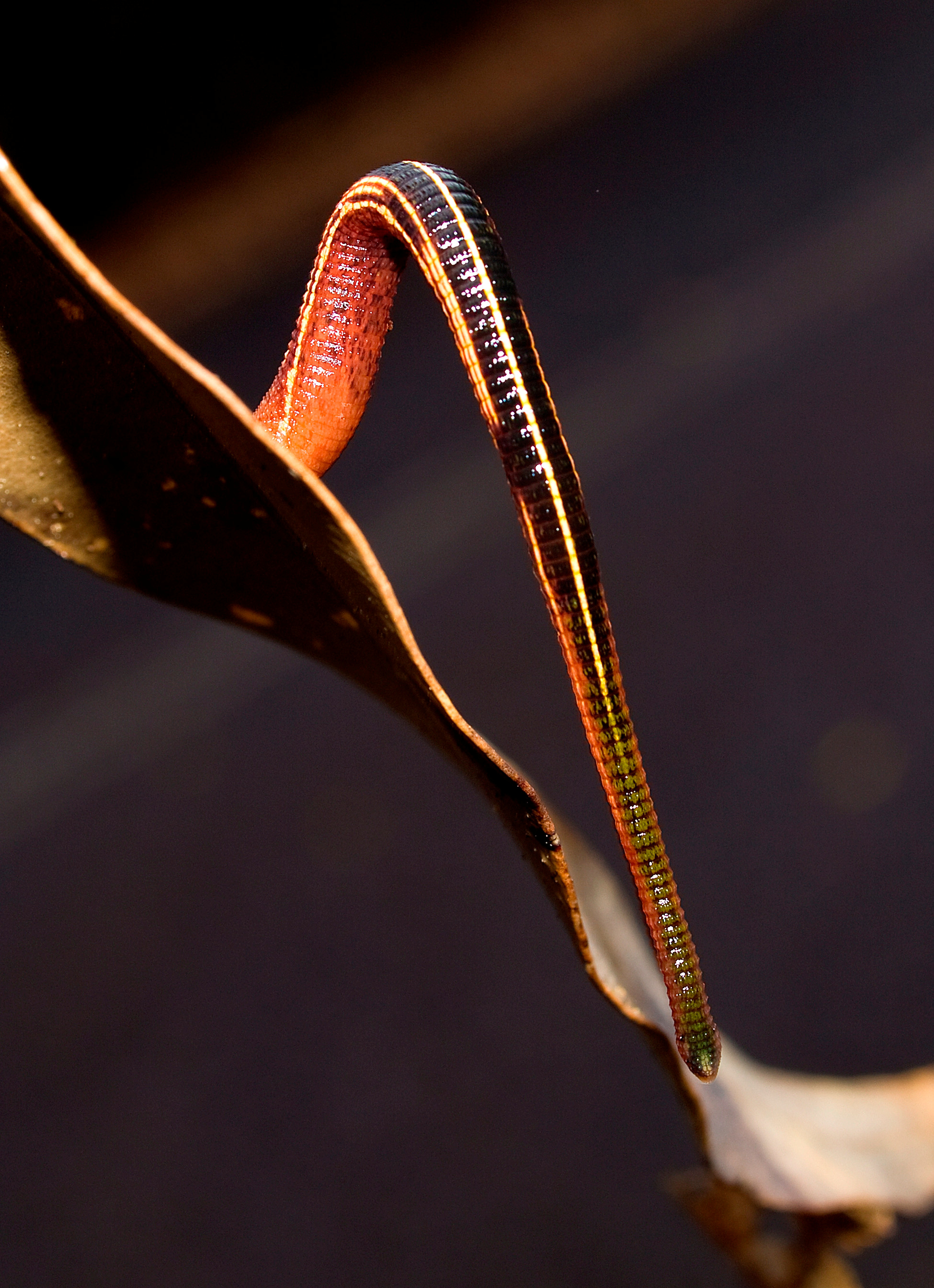 Beetling About: The promised piece on leeches