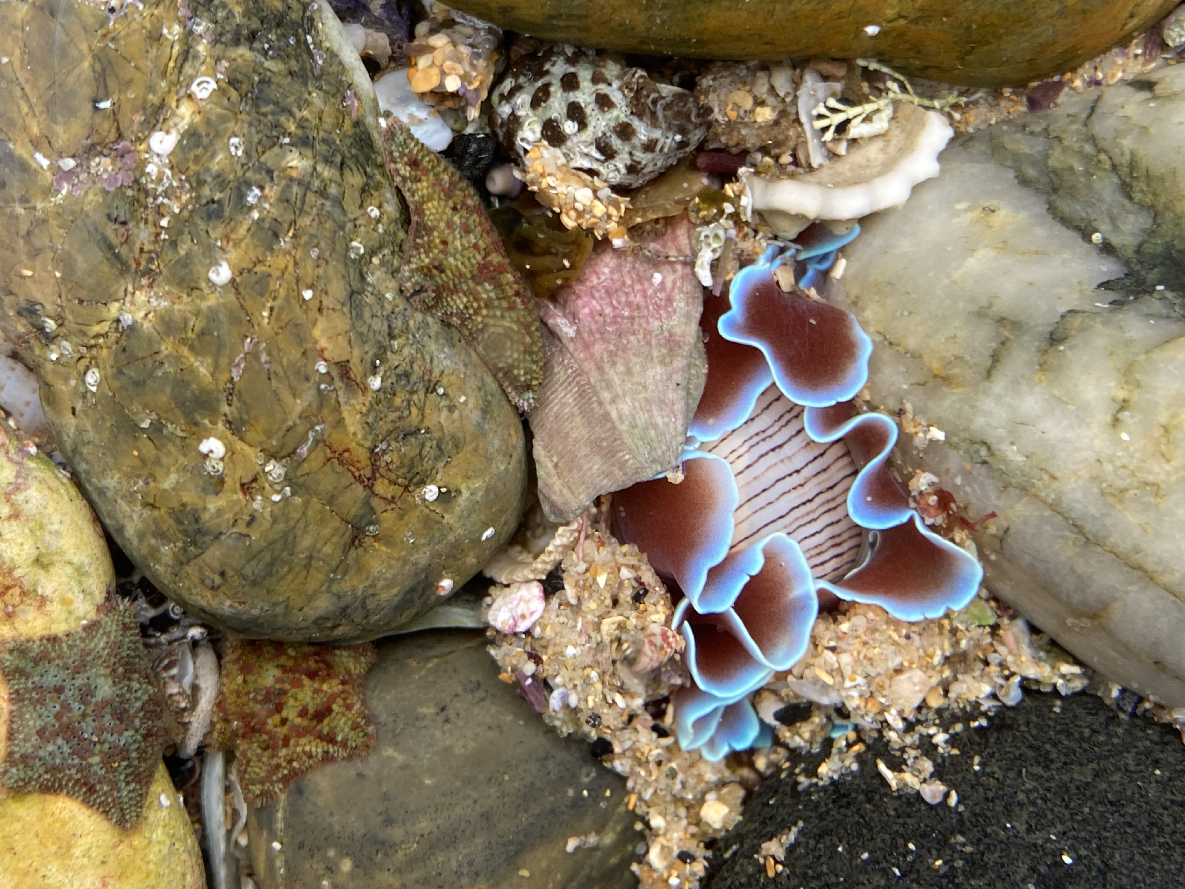 'I have a shell but it’s fragile, It doesn’t act as my home'