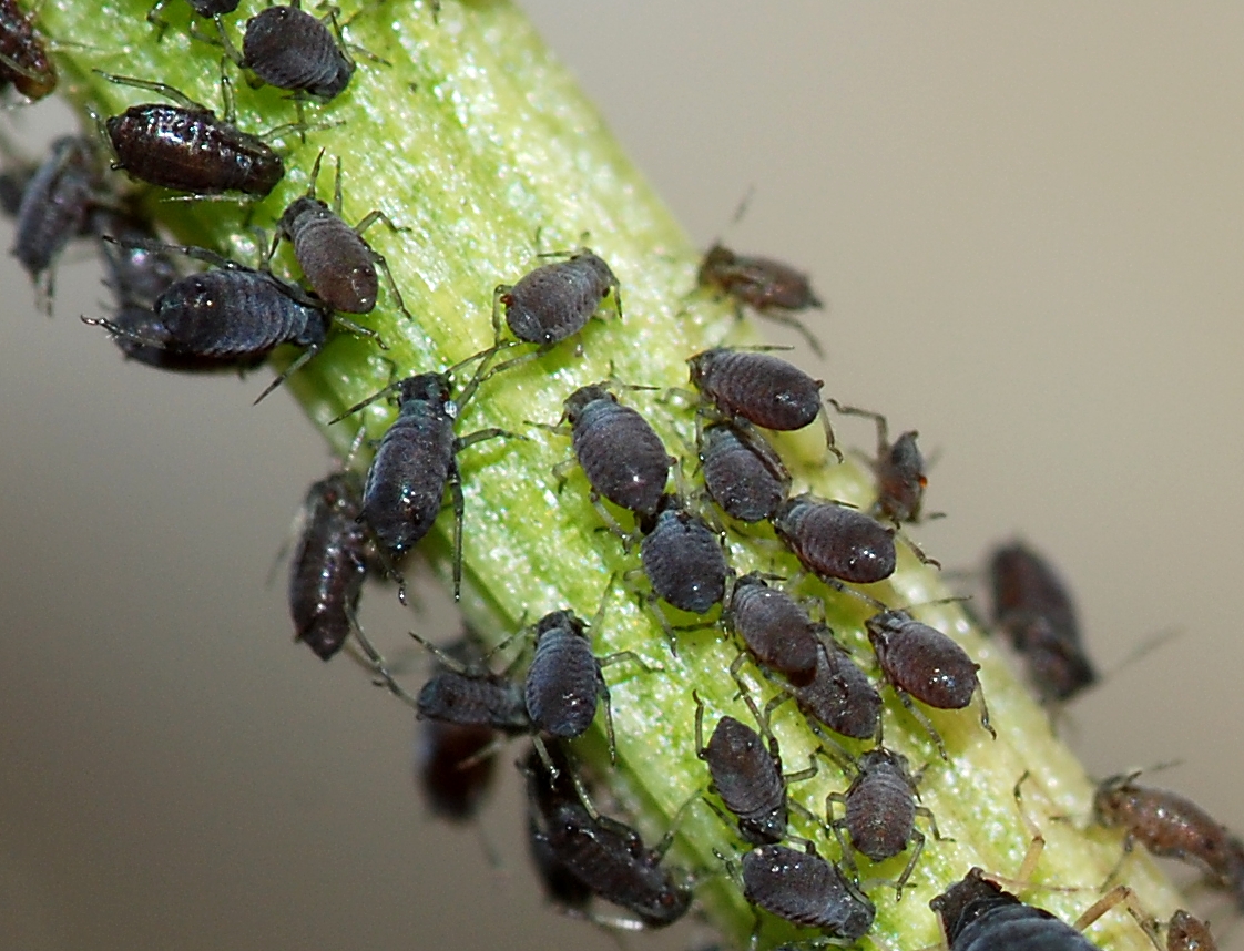 Beetling About: How aphids survive