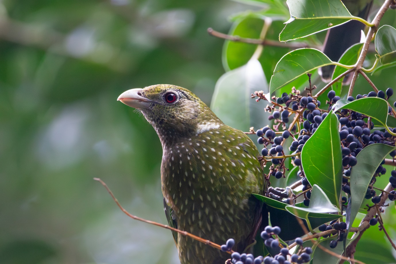 Bird Watch: Look out for the Green catbird