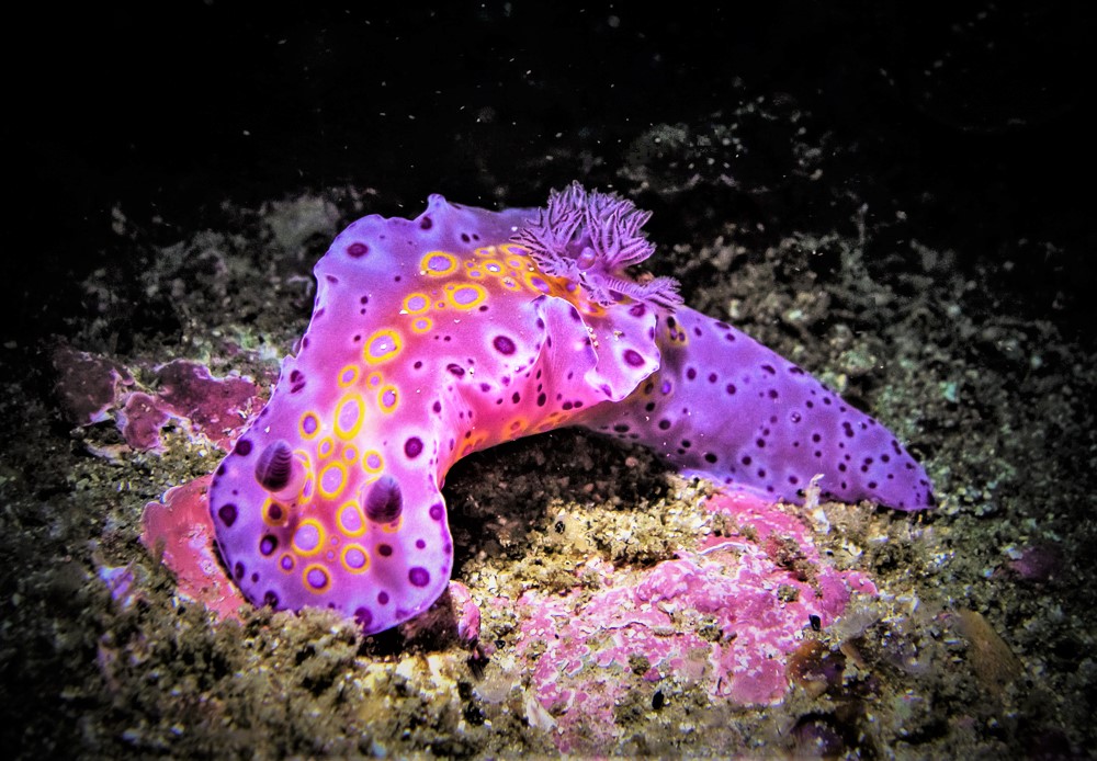 It's a Slug's Life  post image