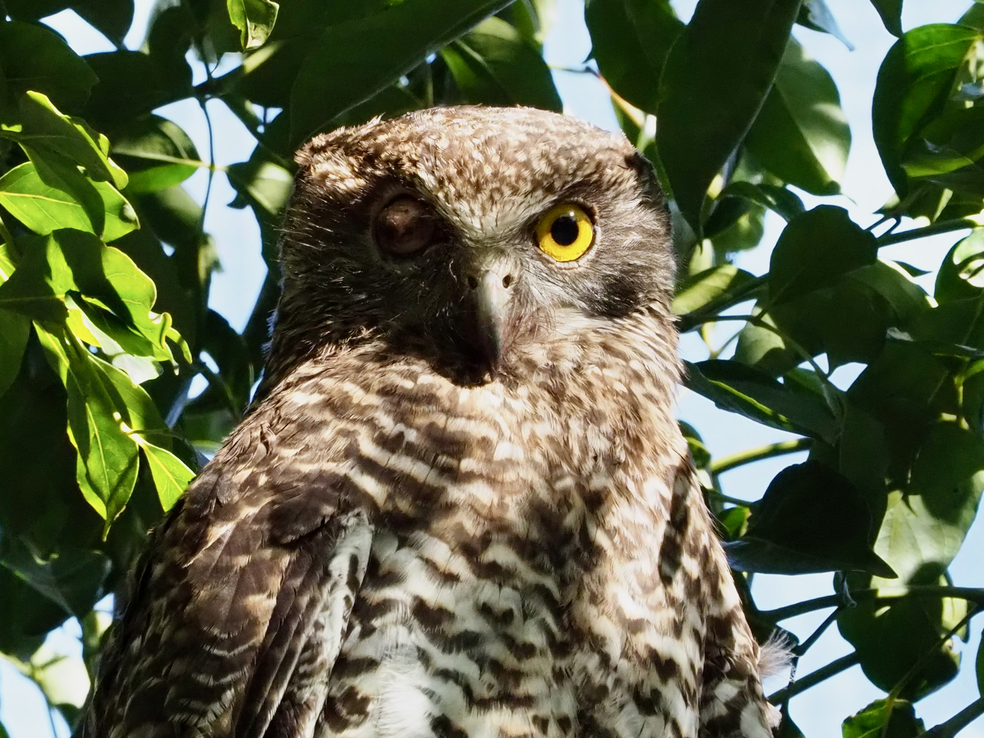 Backyard Zoology: the Powerful Owl