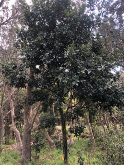 Tree of the Month: Guioa or Wild quince