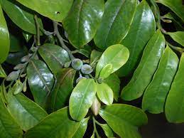 Tree of the Month: Bolwarra