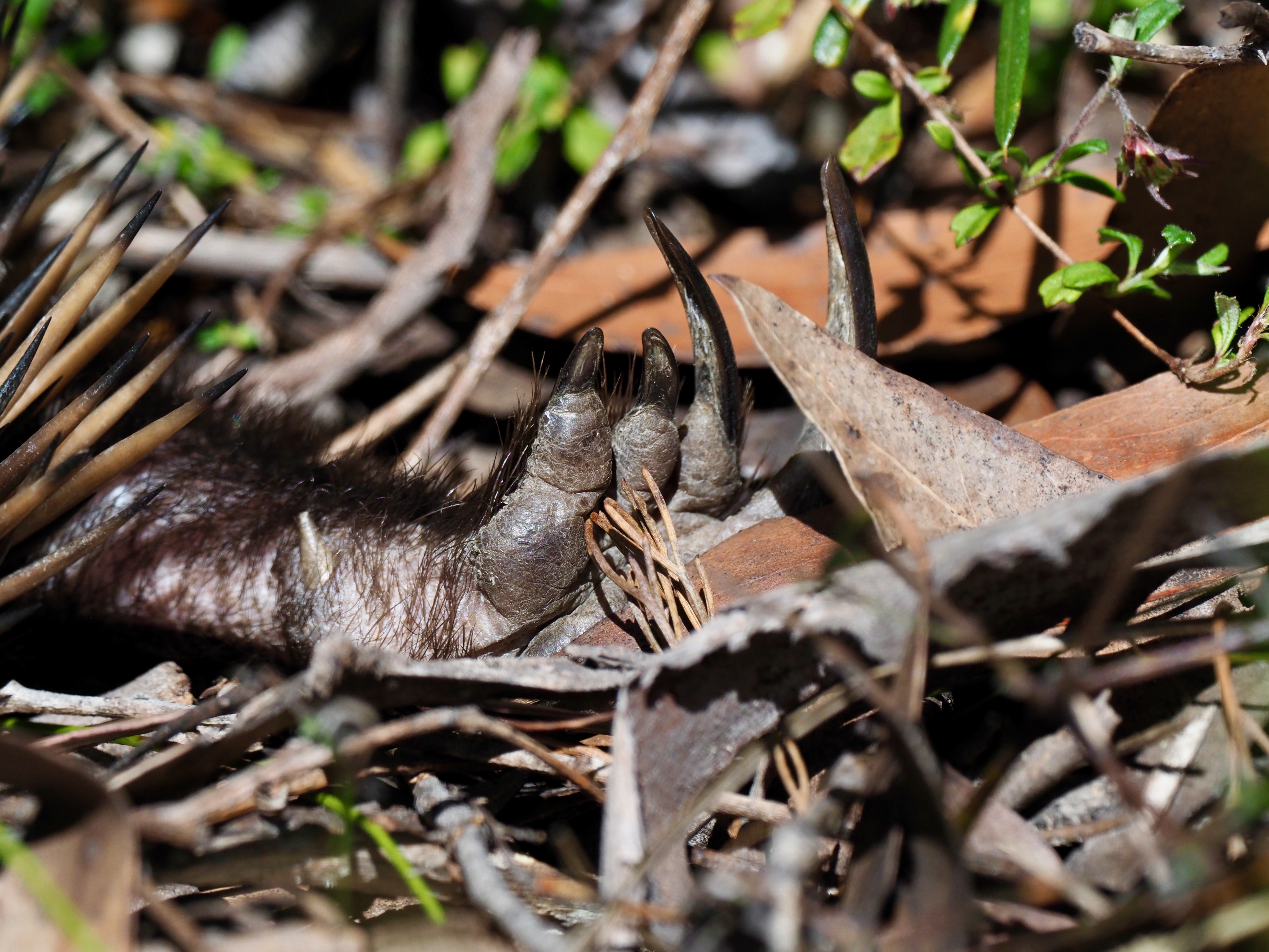 The case of the sun-basking echidna