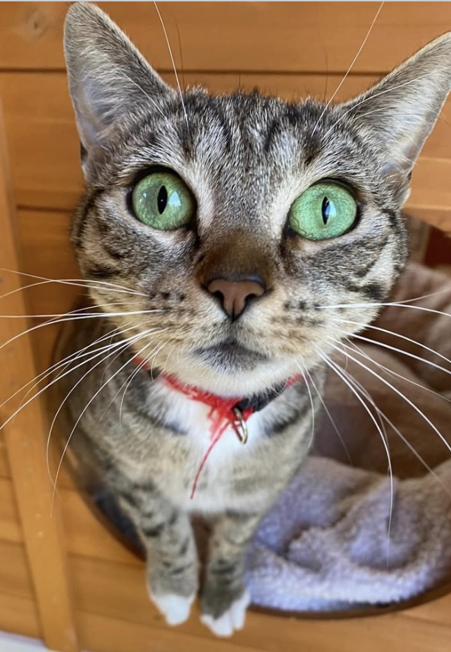 Kitch needs a home  post image