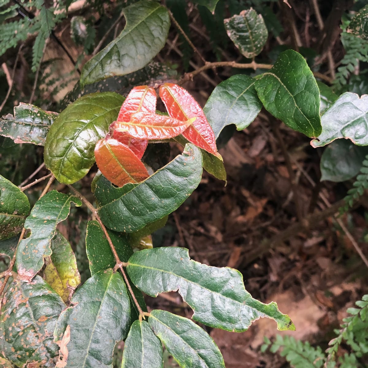 The attractive bright red new growth of Anchor Vine (Palmeria scandens) is one of its appealing features.  The other is the fleshy fruit that burst open to reveal a pink exterior and shiny black seeds. Image by Emma Rooksby. 