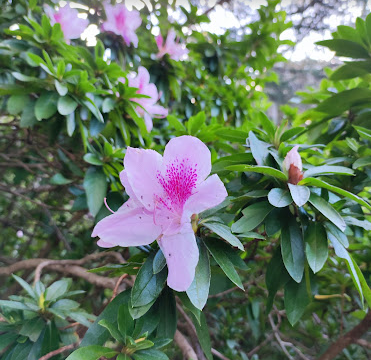 CWA to bring cakes to Burgh Carols  post image