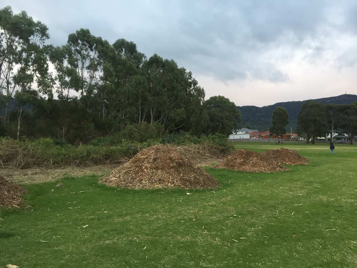 Extensive plantings of native vegetation along the banks of Cabbage Tree Creek in Guest Park, Fairy Meadow. These will help stabilise the creek bank, reducing erosion, and also help water to infiltrate into the soil, meaning lower levels of water running off into the creek during high rainfall periods. Image by Emma Rooksby. 