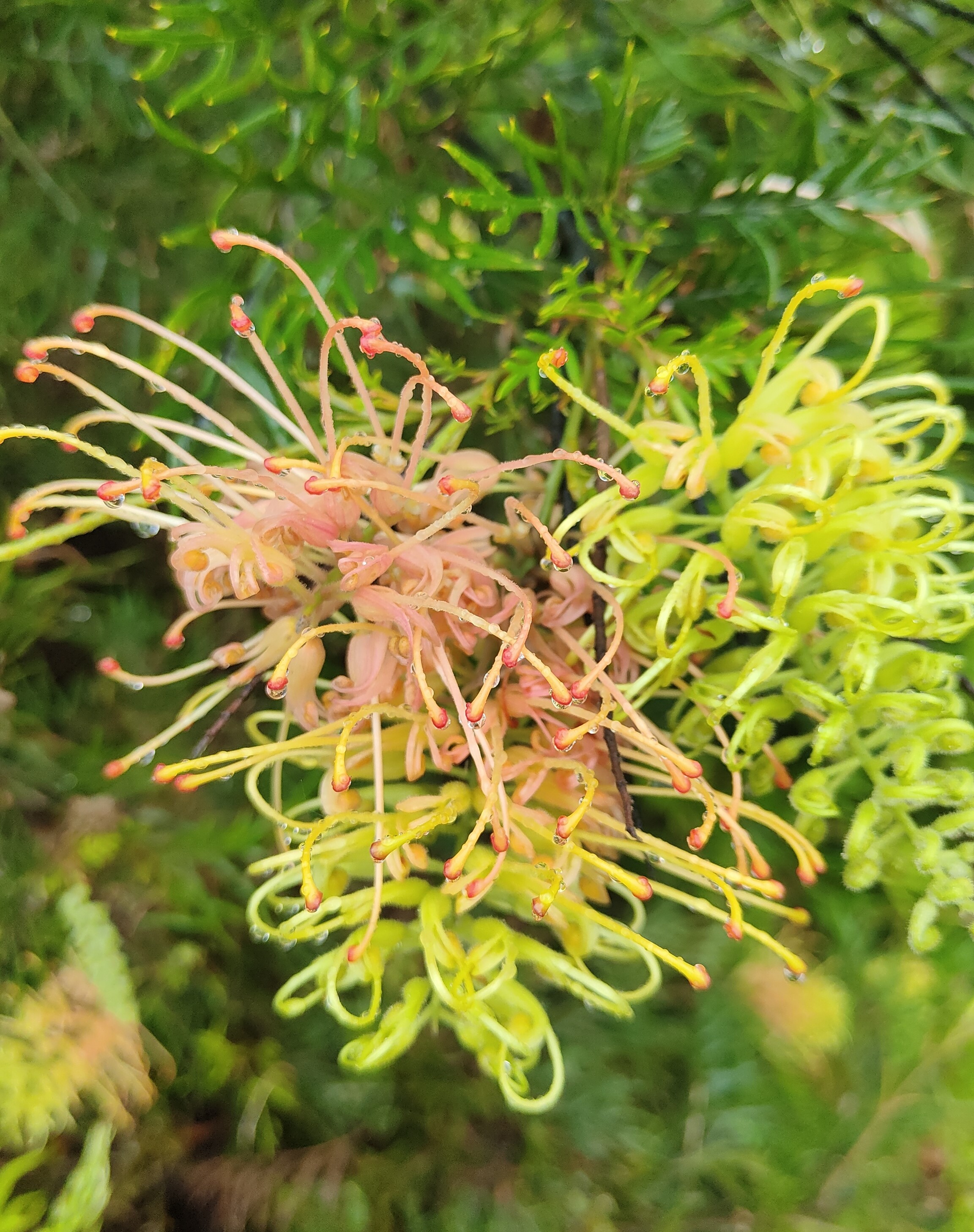 Pick the right plant for your garden at the Grevillea Park