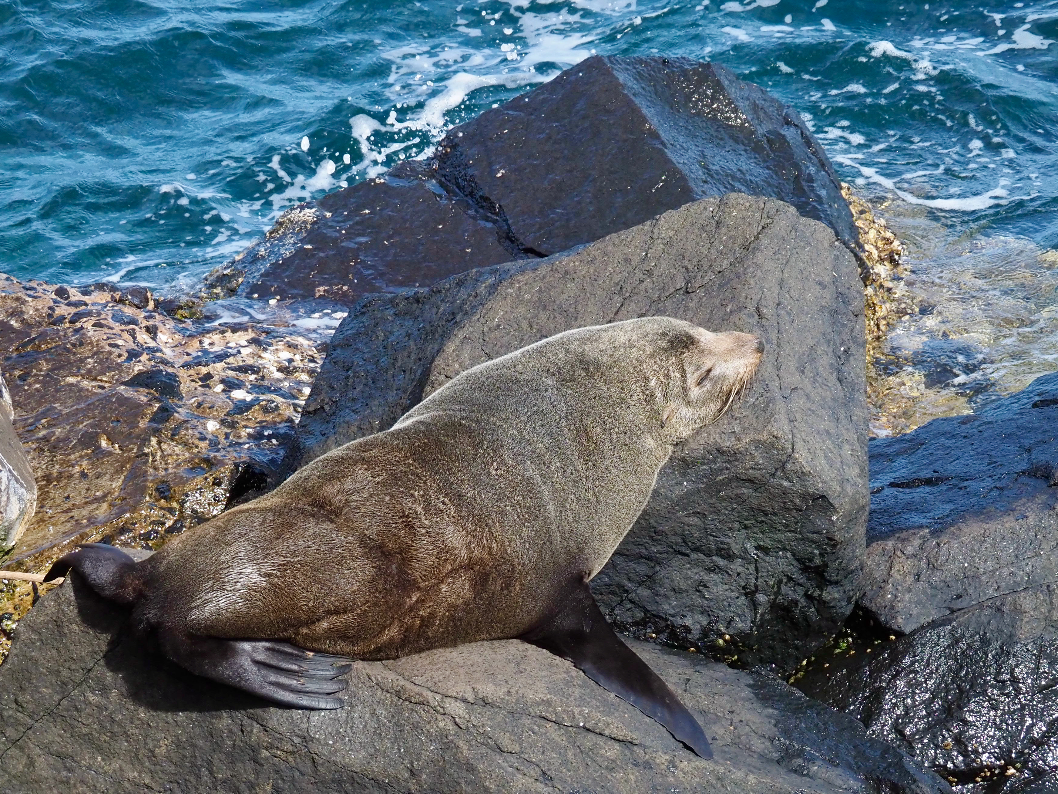 Backyard Zoology: See the fur seals