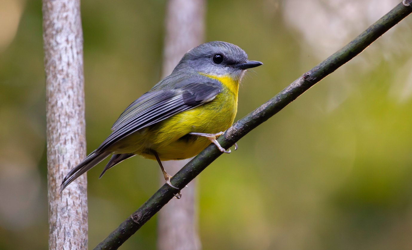 Bird of the Month: Eastern Yellow Robin  post image