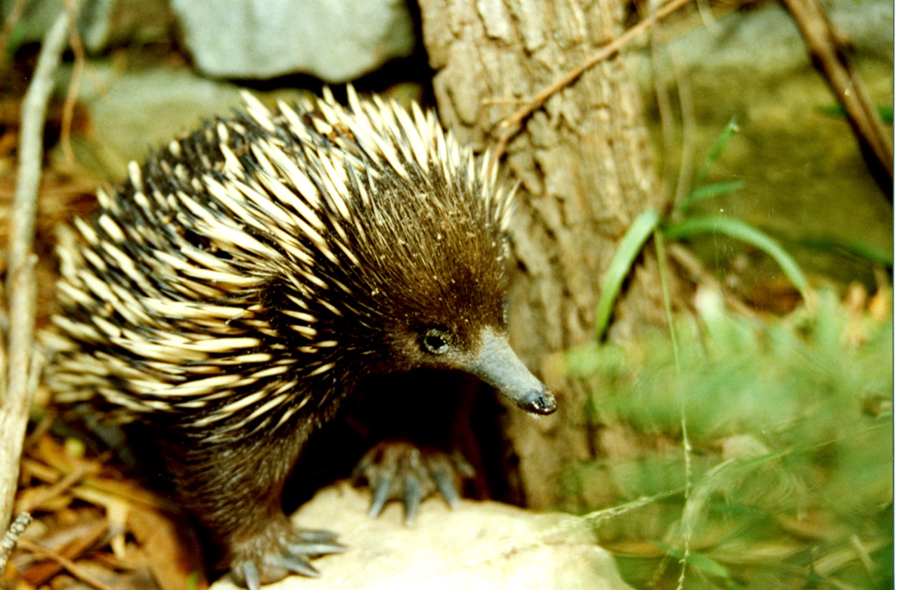 Helensburgh Landcare needs you! Join Rise and Shine Community Clean-Up this Sunday