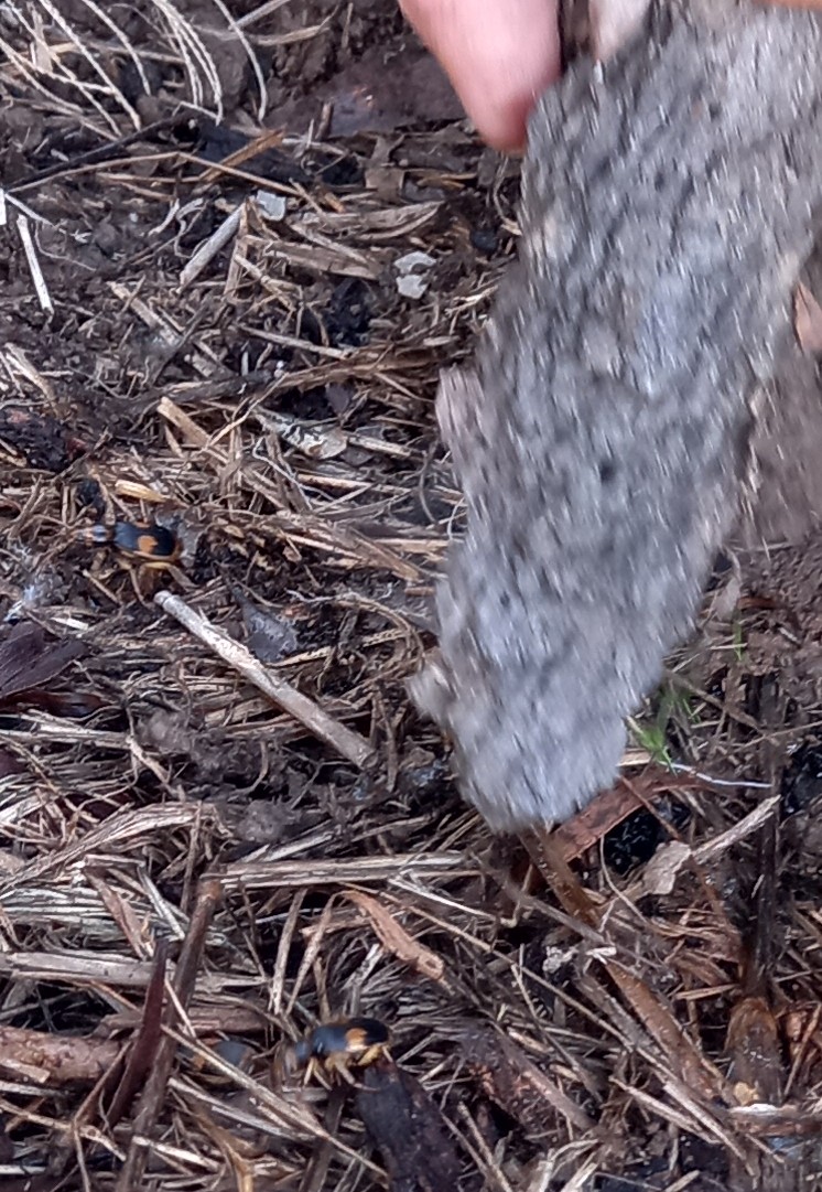 Beetling About with Australian Bombardier Beetles