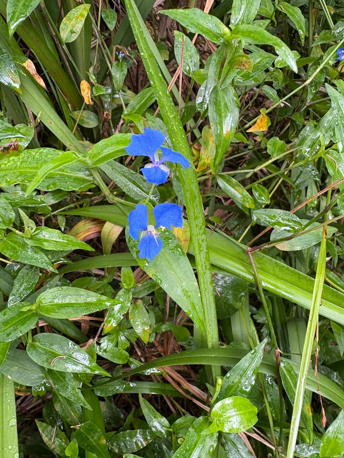 The cheerful bright blue flowers of Commelina (Commelina cyanea) stand out in almost any context. Image by Emma Rooksby.