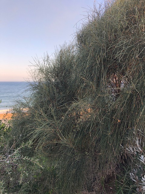 Tree of the Month: Black She-oak