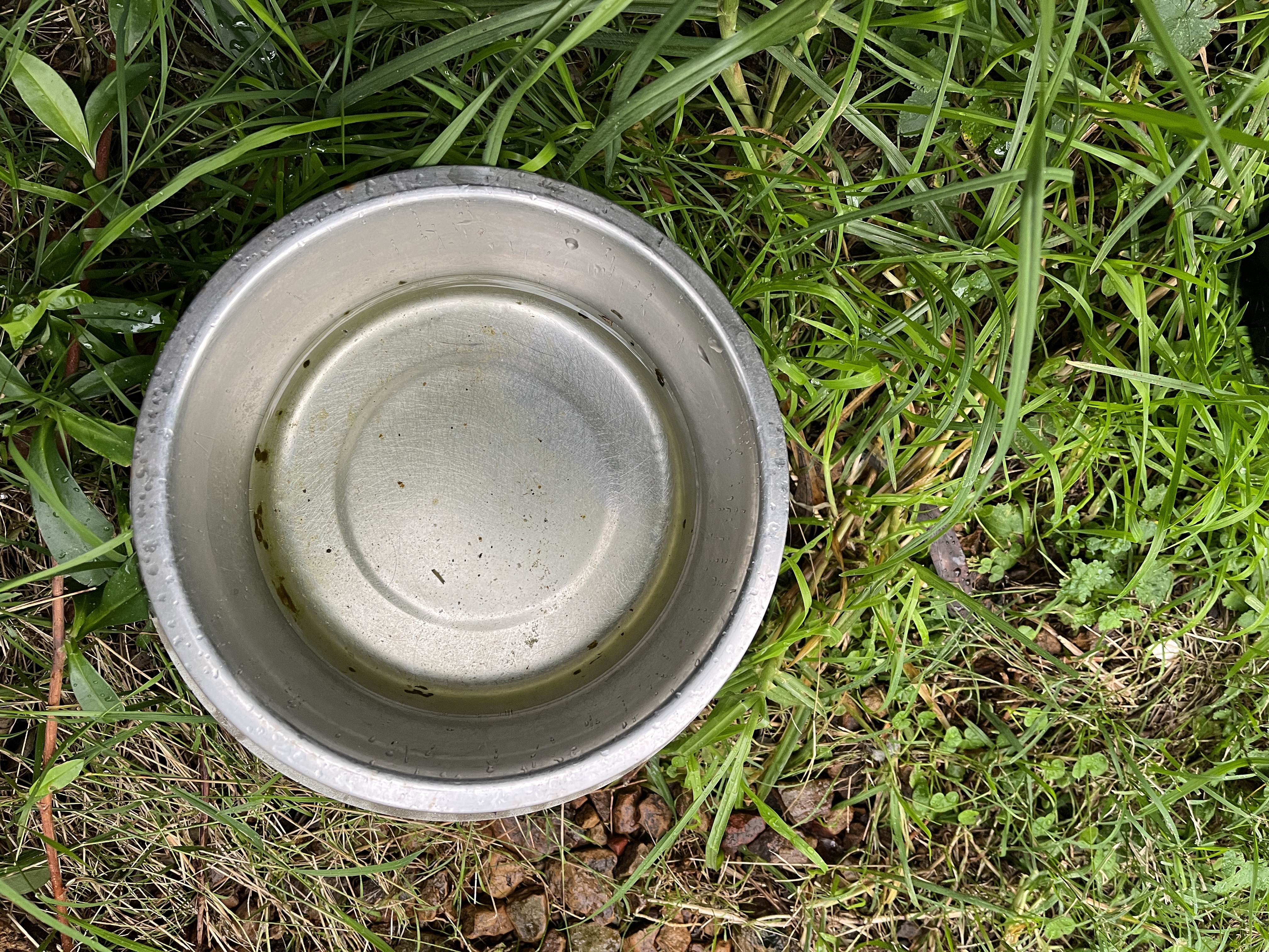 Leptospirosis: What dog owners need to know  post image