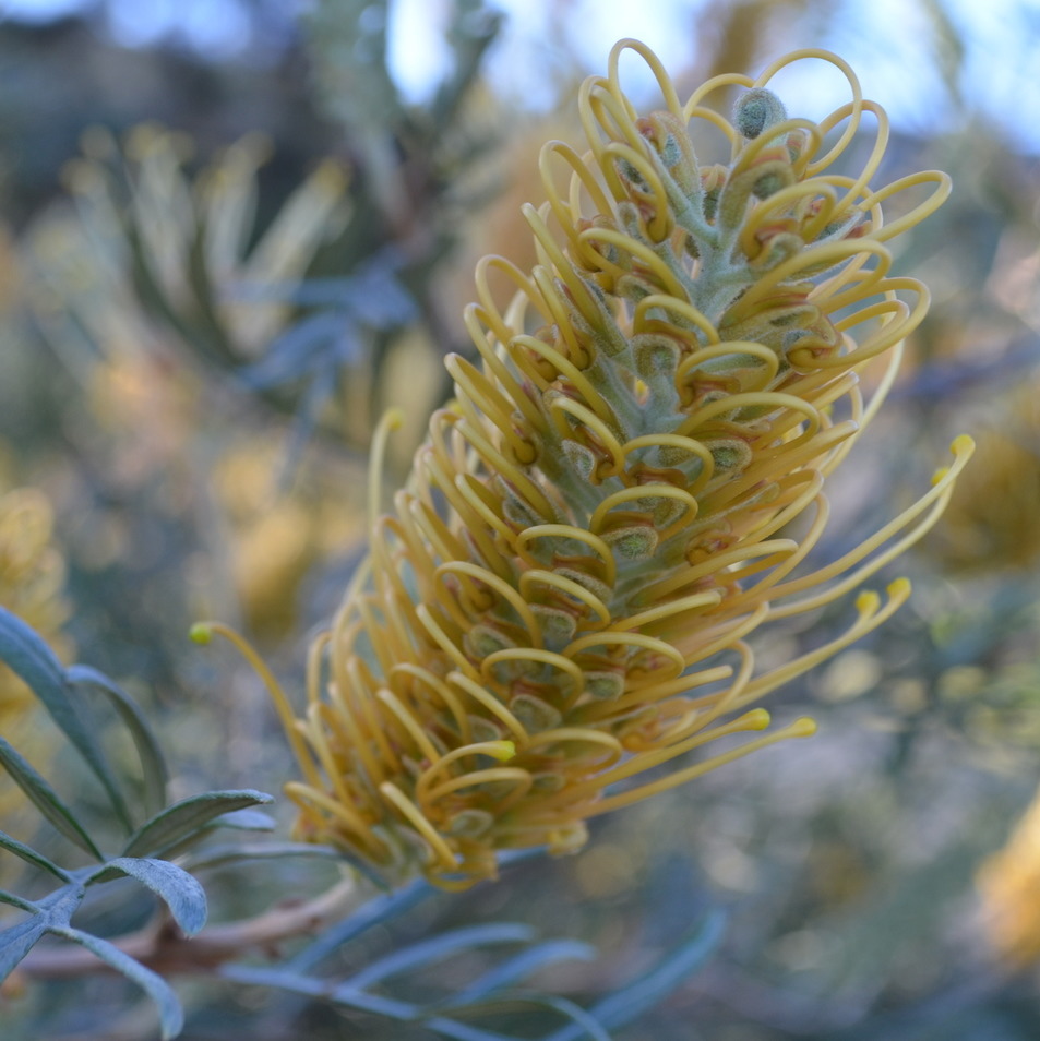 Great gorgeous grevilleas