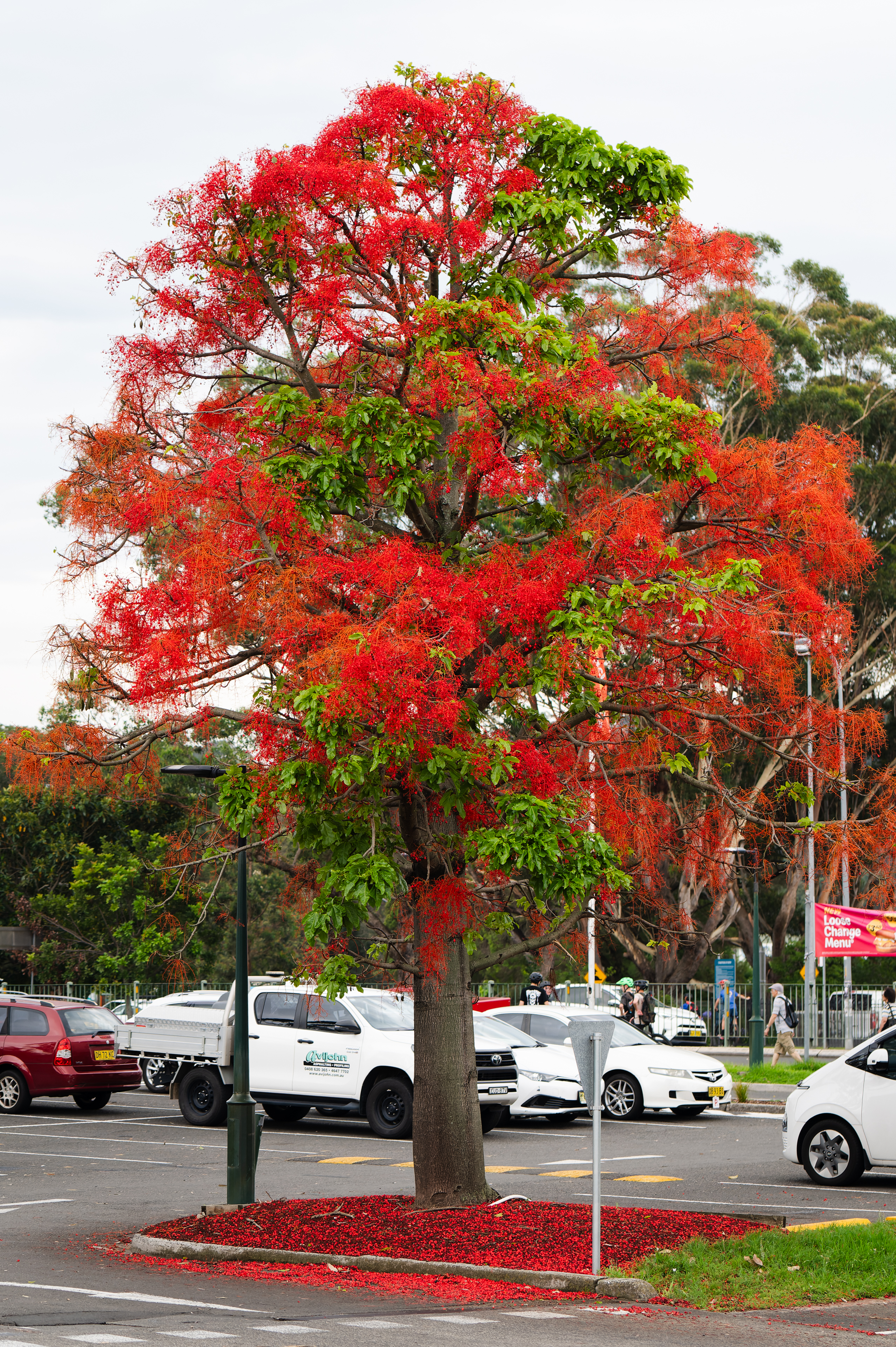 Author Leon Fuller reveals Flame Tree secrets after bumper spring
