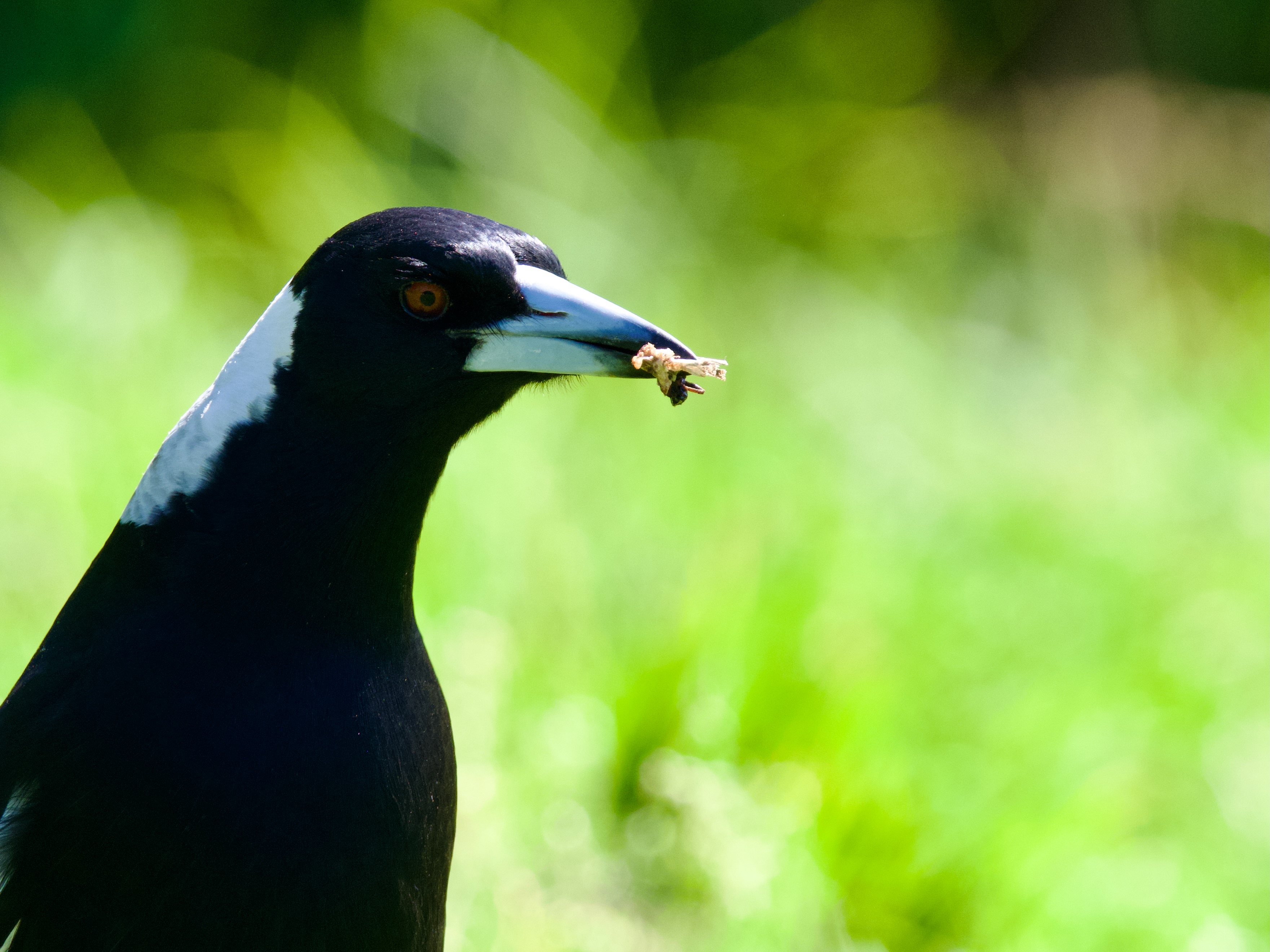 How to stay safe in swooping season