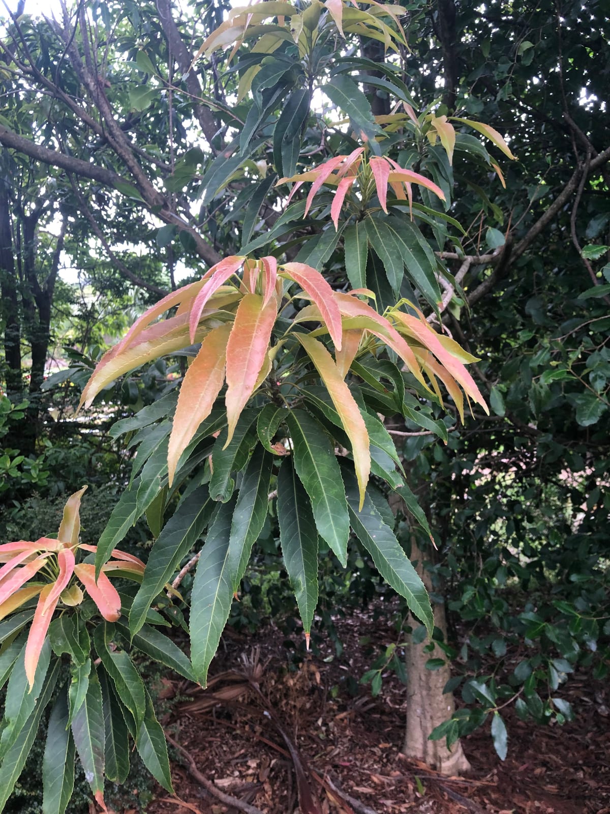 The stunning new foliage of Pigeonberry Ash (Elaeocarpus kirtoniiI) puts its cousin the Blueberry Ash (E. reticulatus) to shame. It also has beautiful white flowers and purple fruit. Image by Emma Rooksby. 