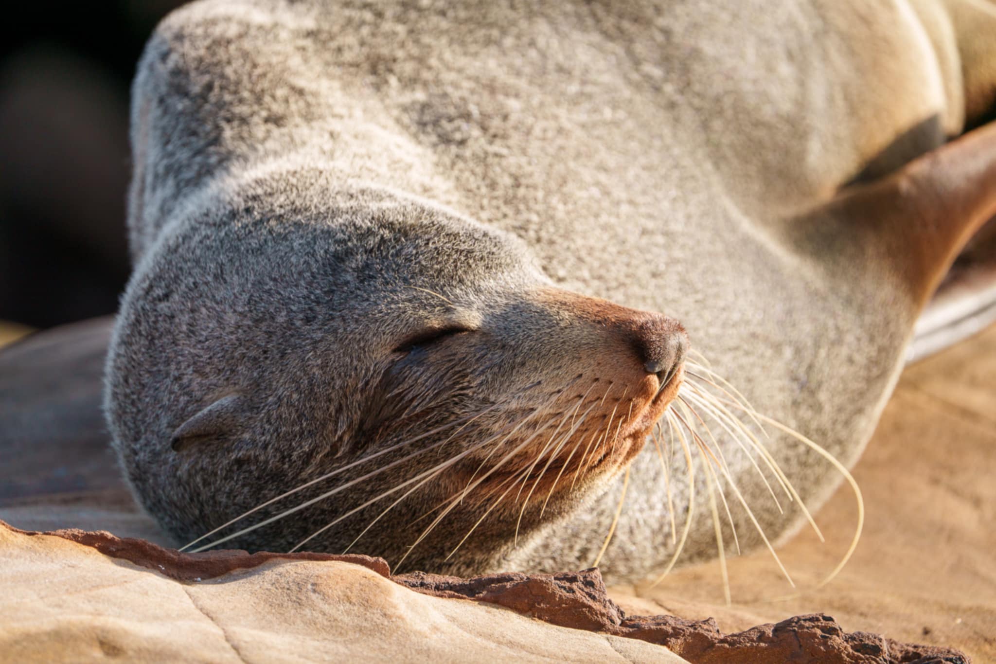 Flipping fantastic: How ORRCA helps save our seals  post image