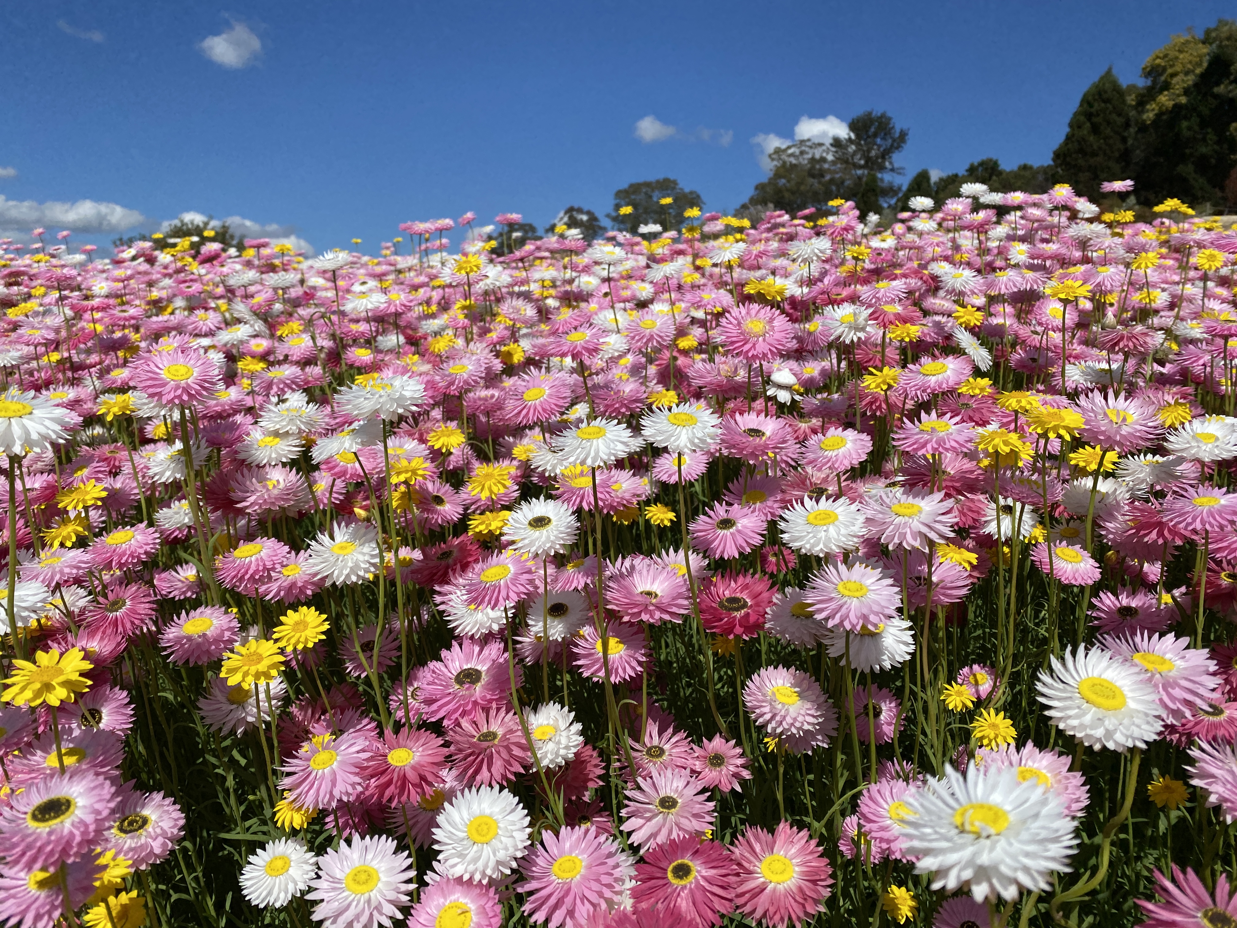 Paper Daisy Fields Forever  post image
