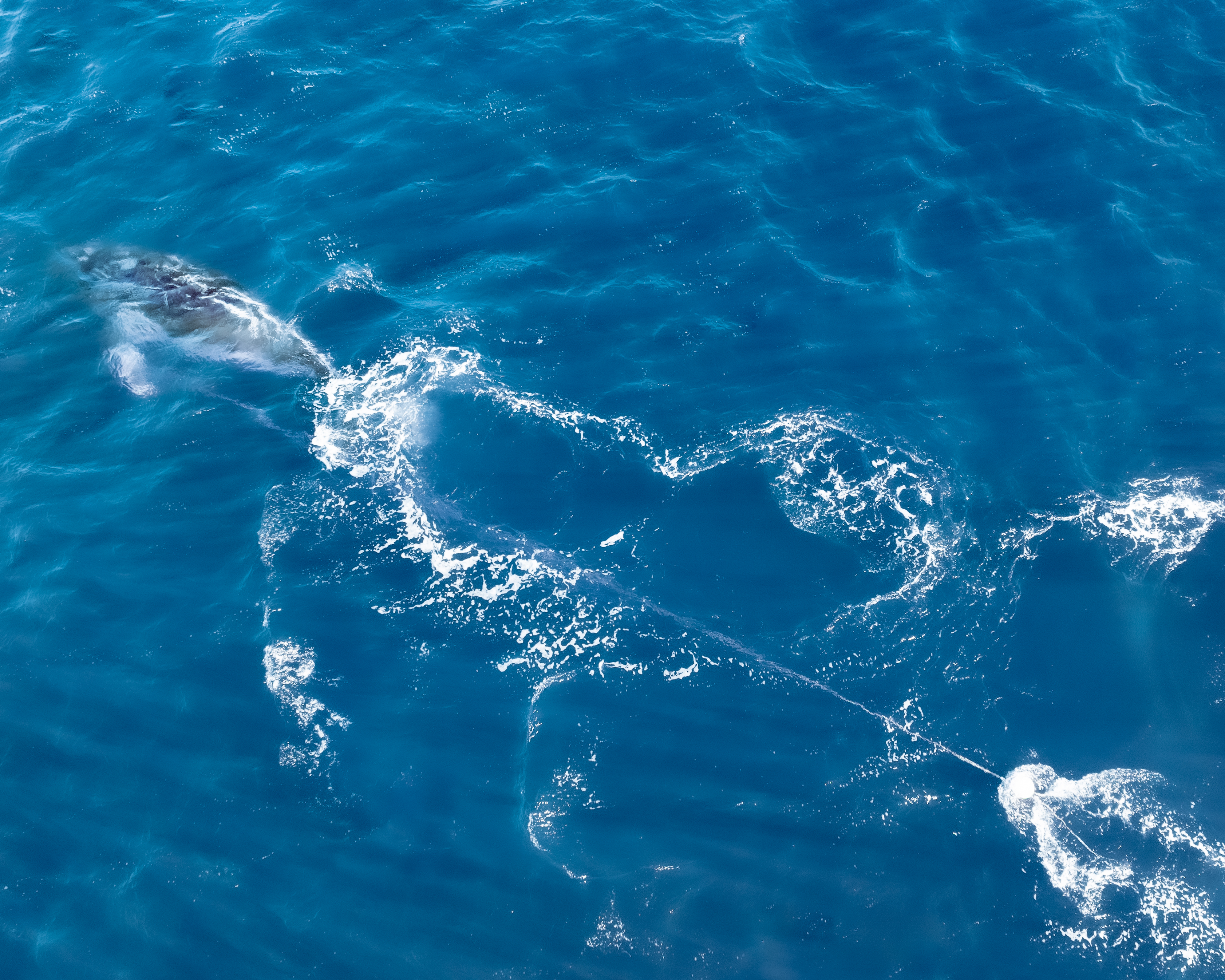 Last seen swimming south, entangled whale shows threats ahead this migration season
