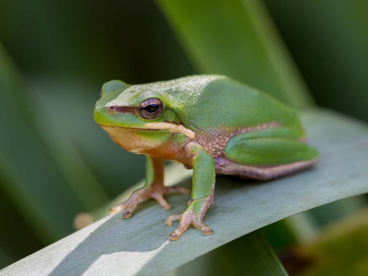 Dwarf Green Tree-frog. 