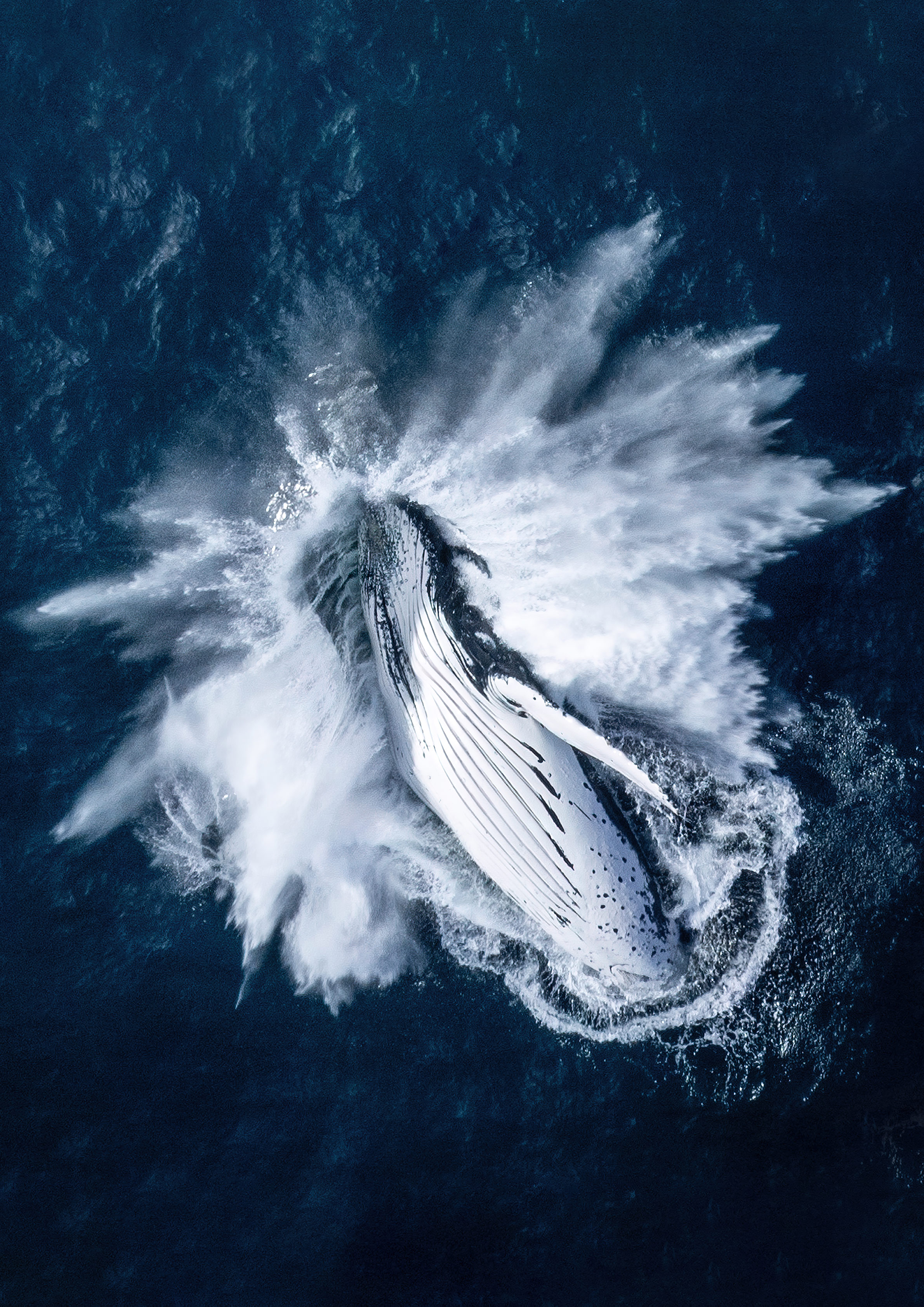 Drone photographer's 'once in a lifetime' whale pic wins award