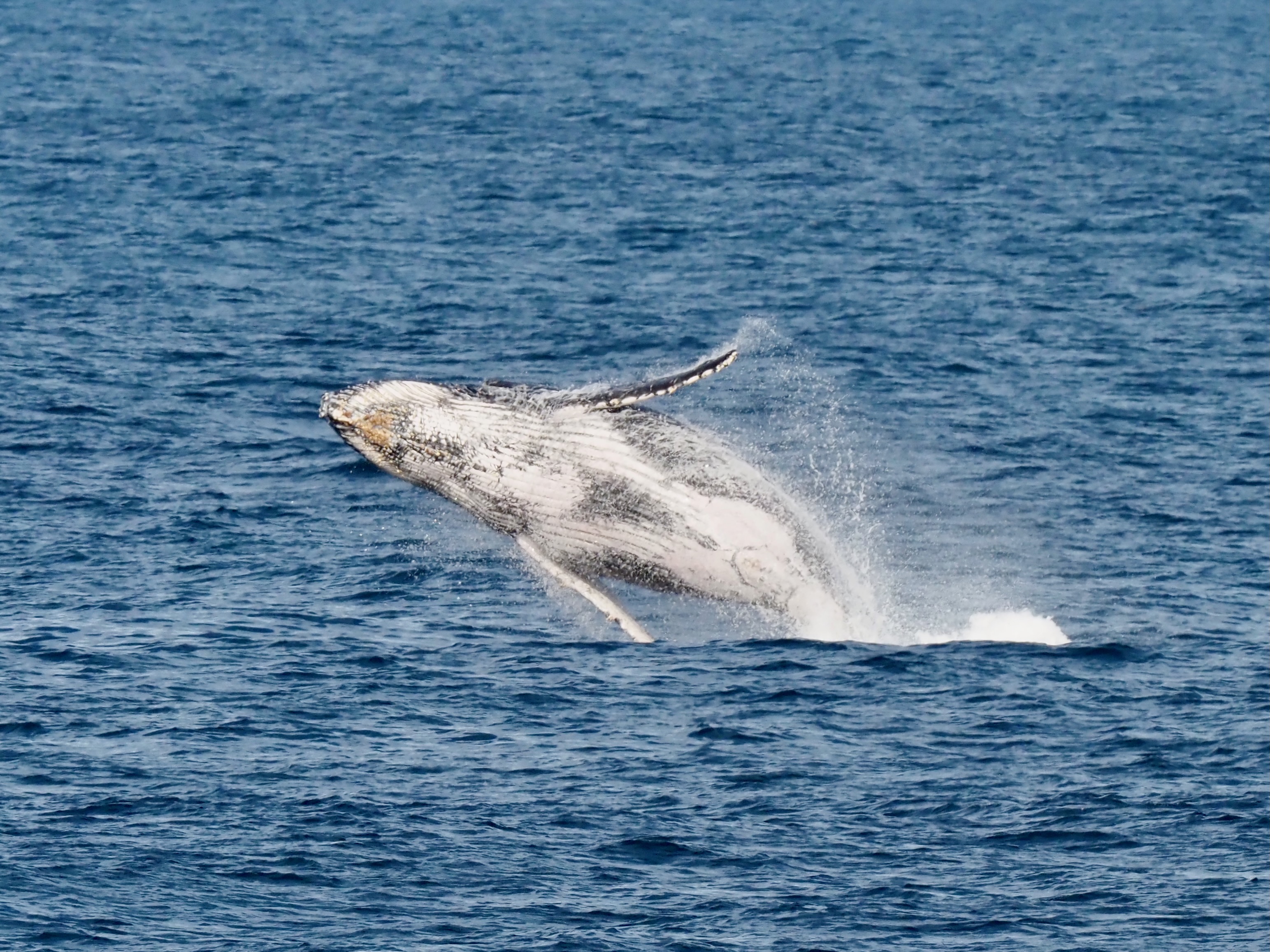 Whales and where to find them