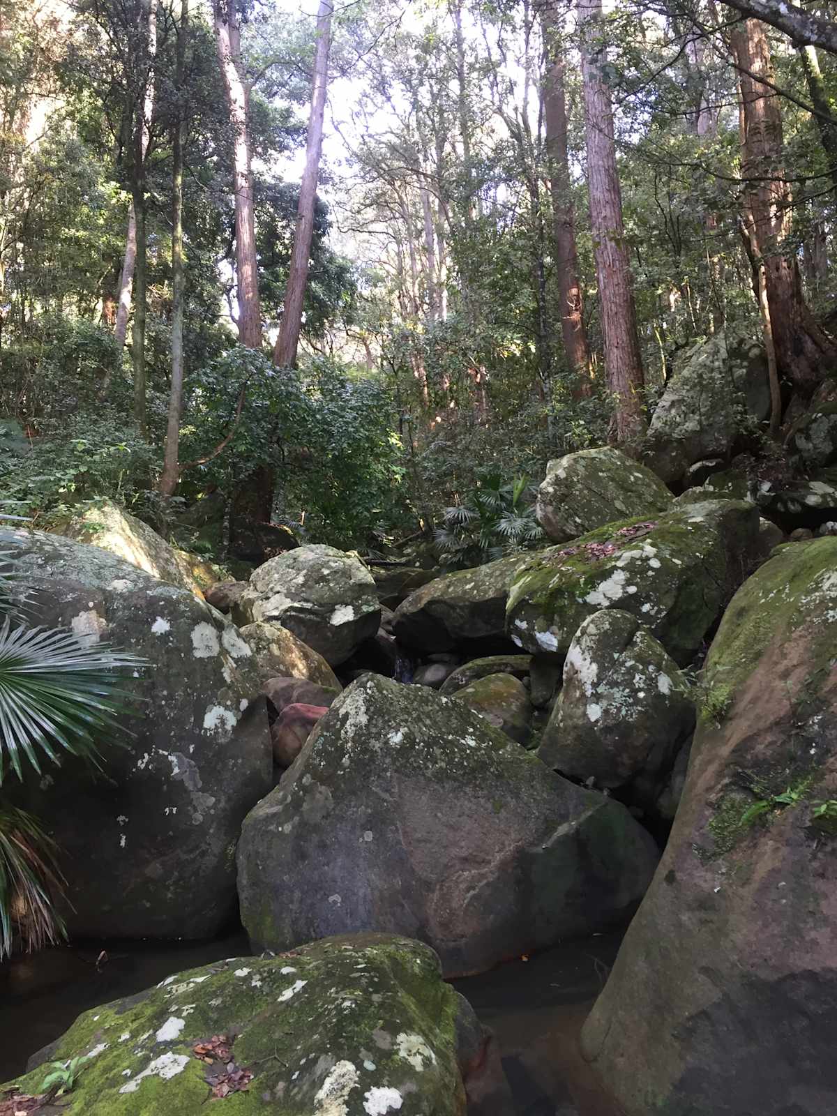 If you're lucky , you live alongside a relatively undisturbed waterway, such as this stretch of Cabbage Tree Creek in Balgownie. Nary a weed to be seen. Image by Emma Rooksby. 