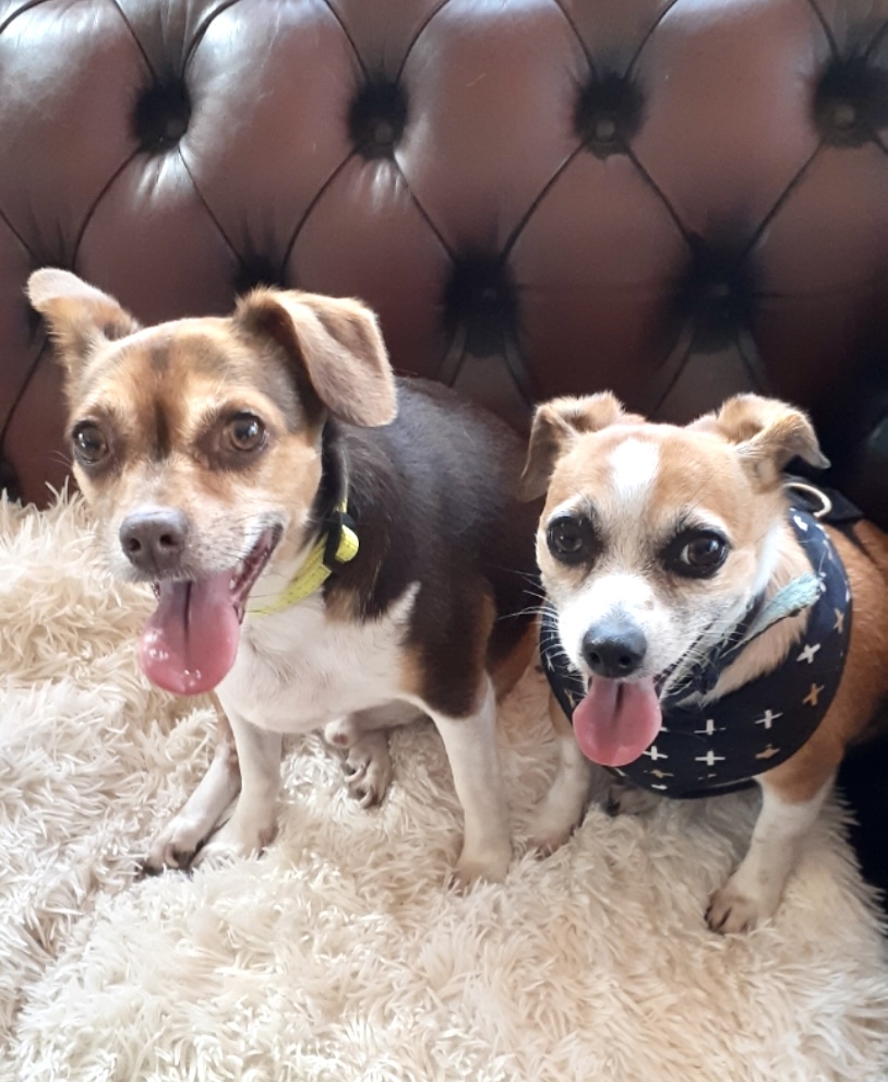 Rocky and Chocky needs a home!  post image